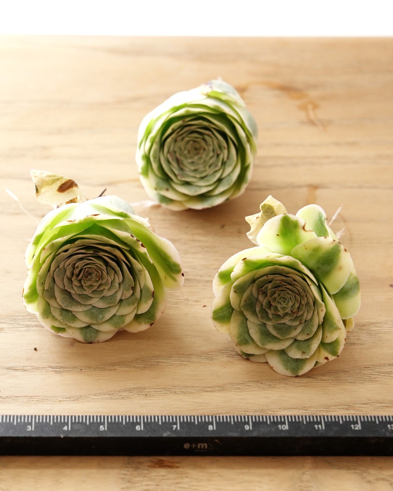 発根済カット苗 グリーノビア マウンテンローズ錦 S Greenovia aurea 'Mountain Rose' Variegated