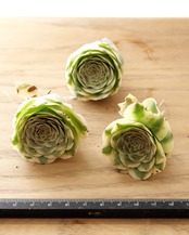 発根済カット苗 グリーノビア マウンテンローズ錦 S Greenovia aurea 'Mountain Rose' Variegated