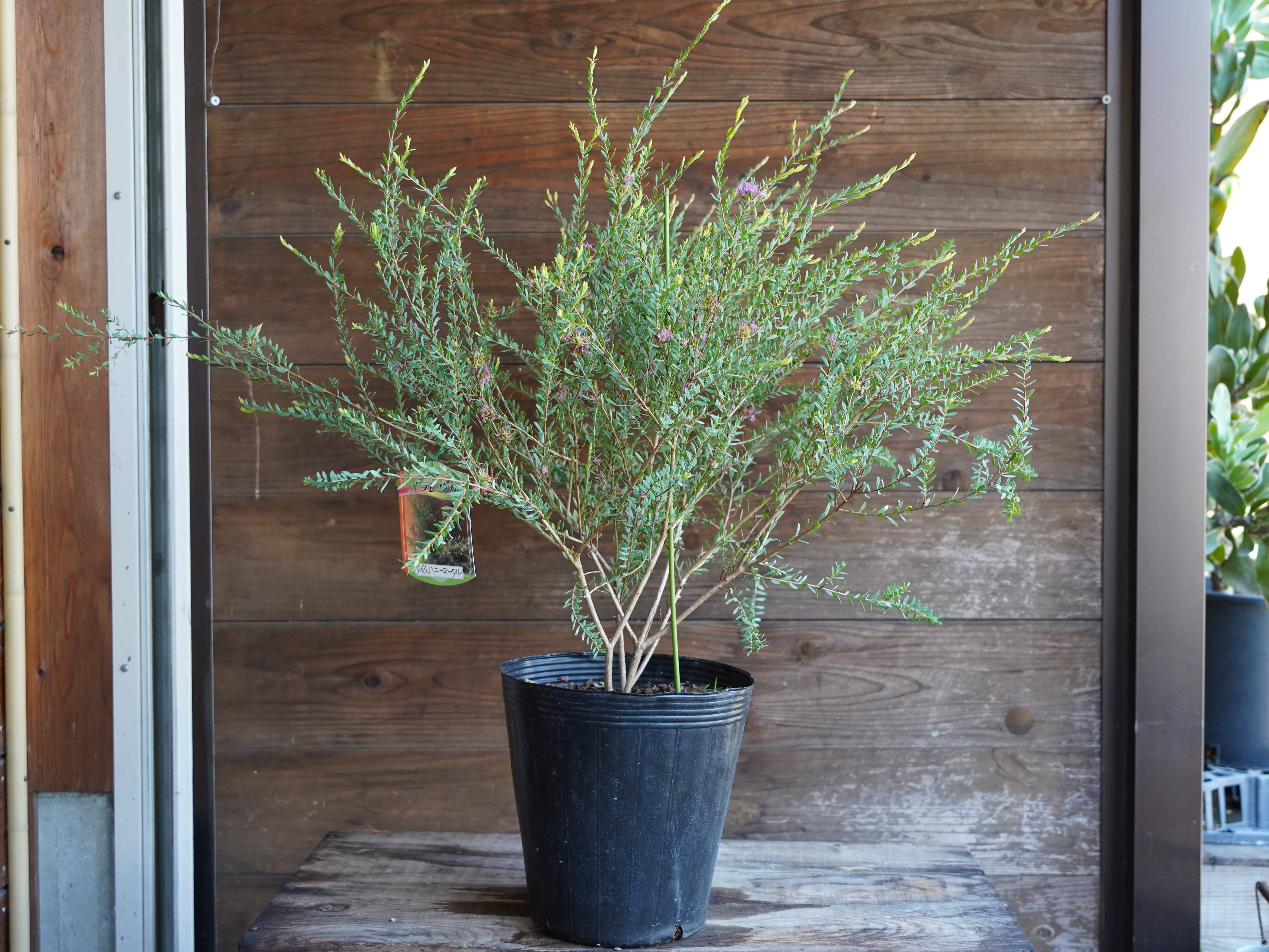 【現物】メラレウカ　”タイムハニーマータル”