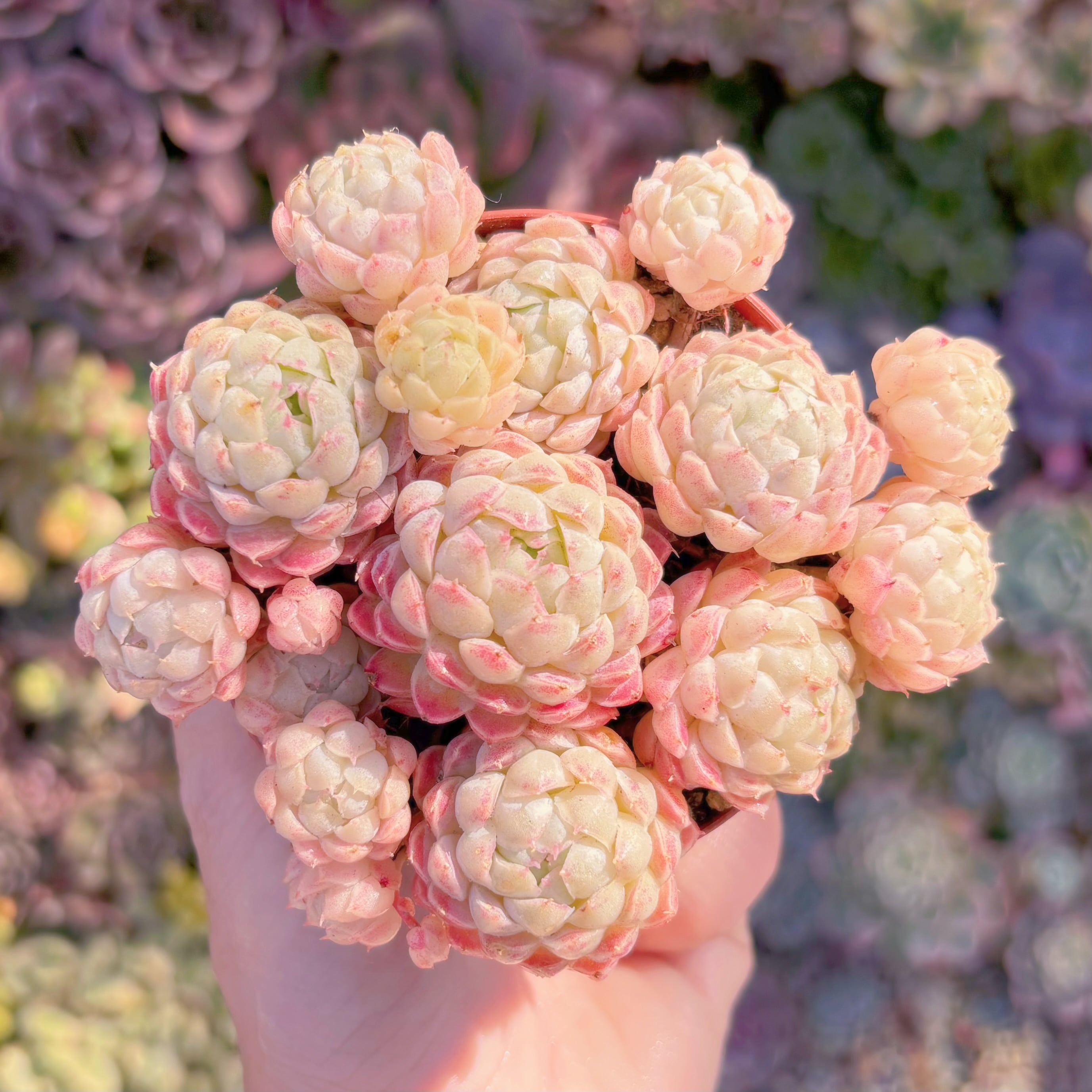 多肉植物　ハチミツボール　新入荷　るる農園