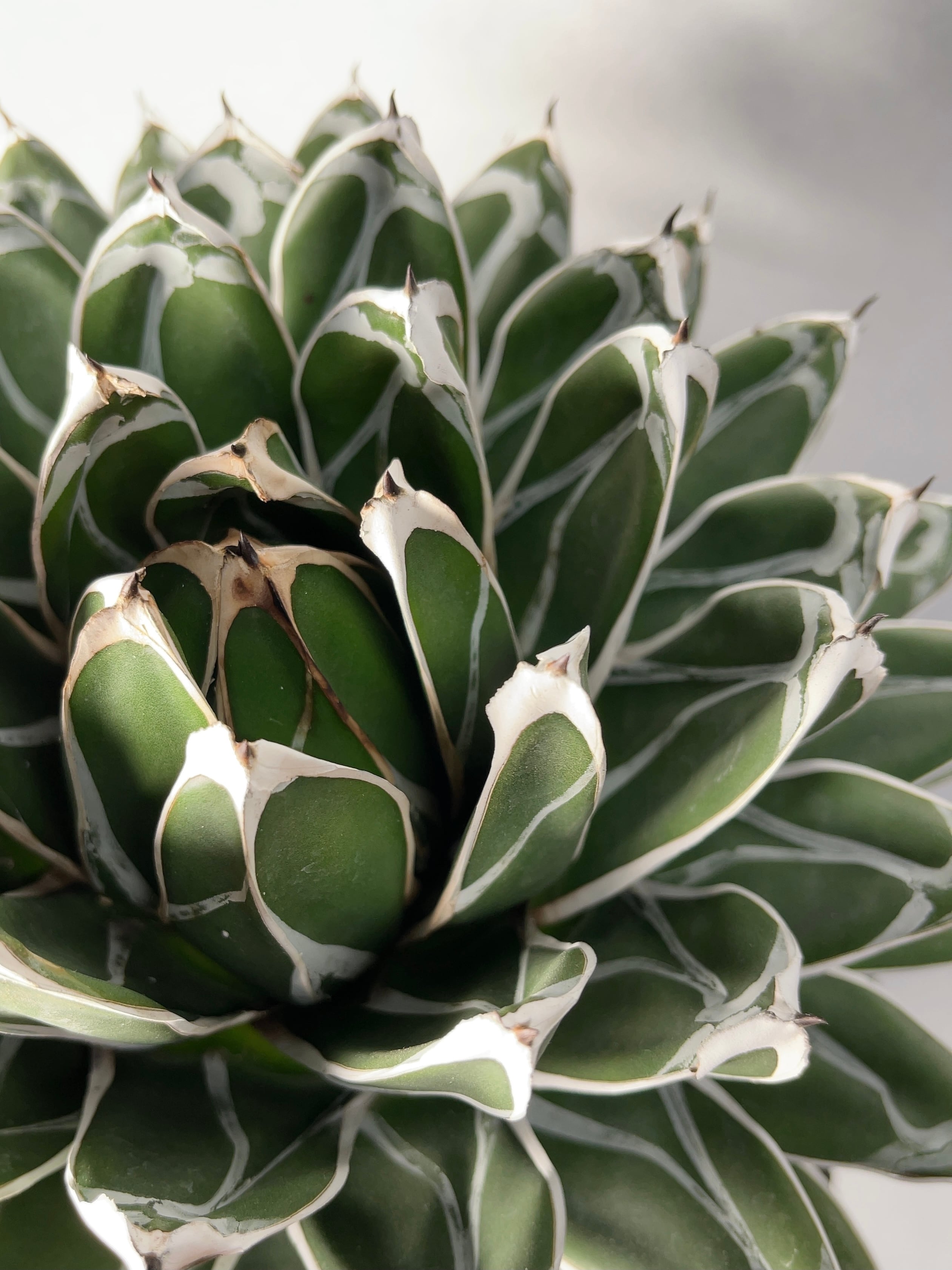 アガベ・笹の雪 | trigger