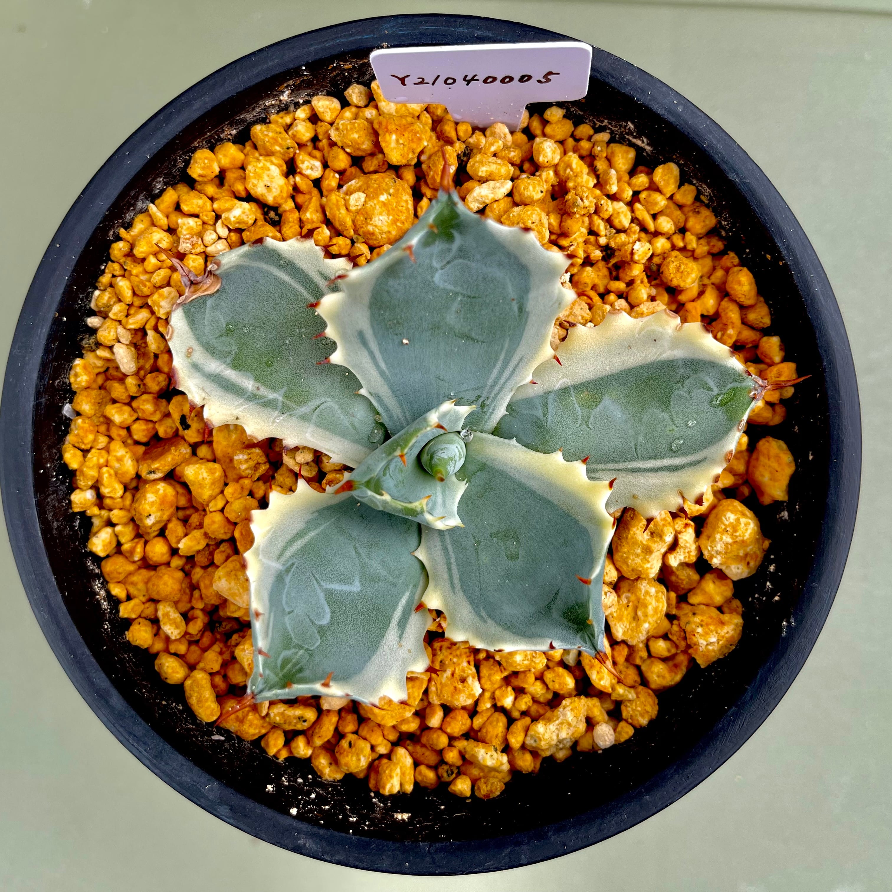 王妃カブトガニ錦 仔吹き親株 王妃カブトガニ錦 仔吹き親株 王妃カブトガニ錦 仔吹き親株 【公式通販】