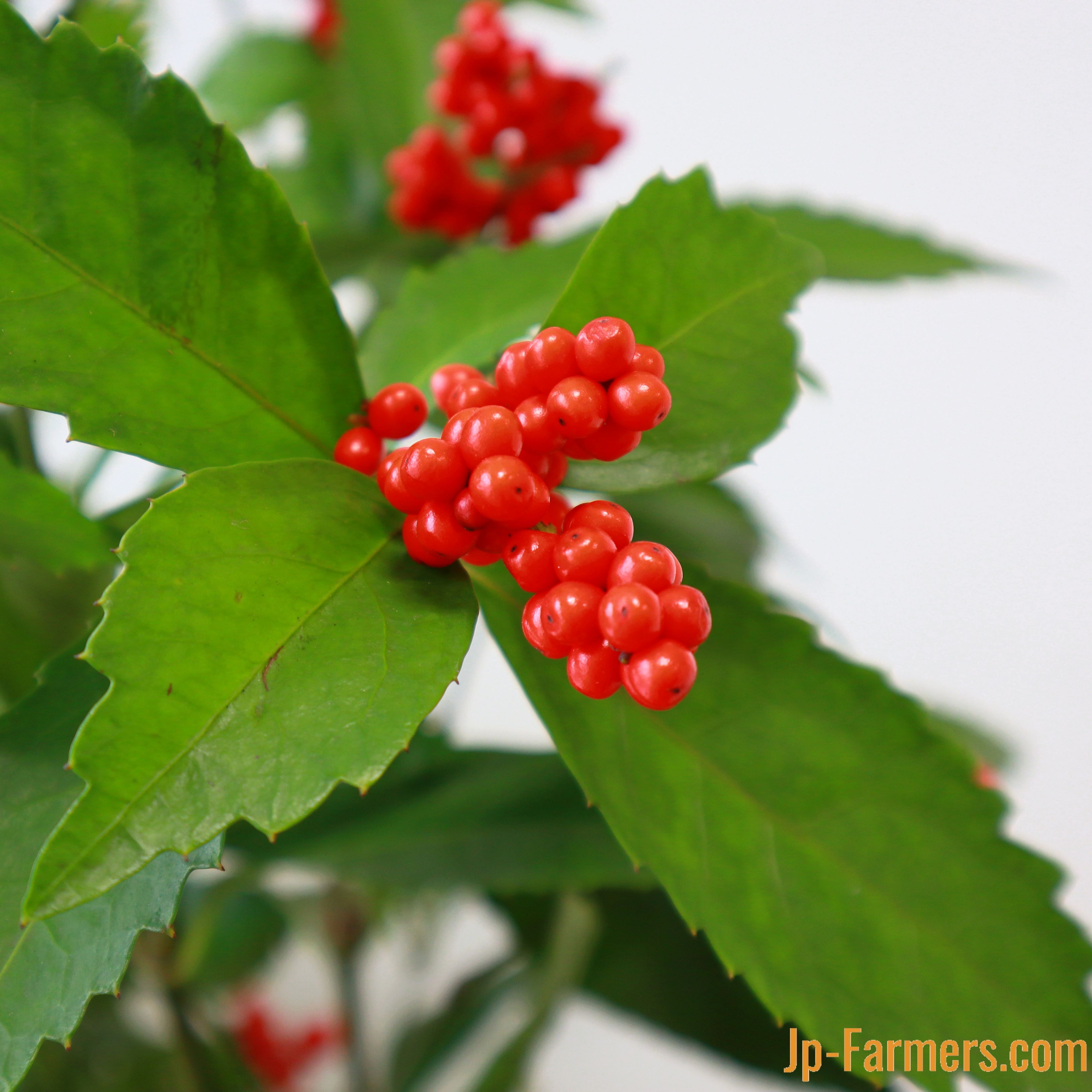 千両 5本で！お正月を飾る縁起もの | 新鮮お花問屋 Jp-Farmers.com