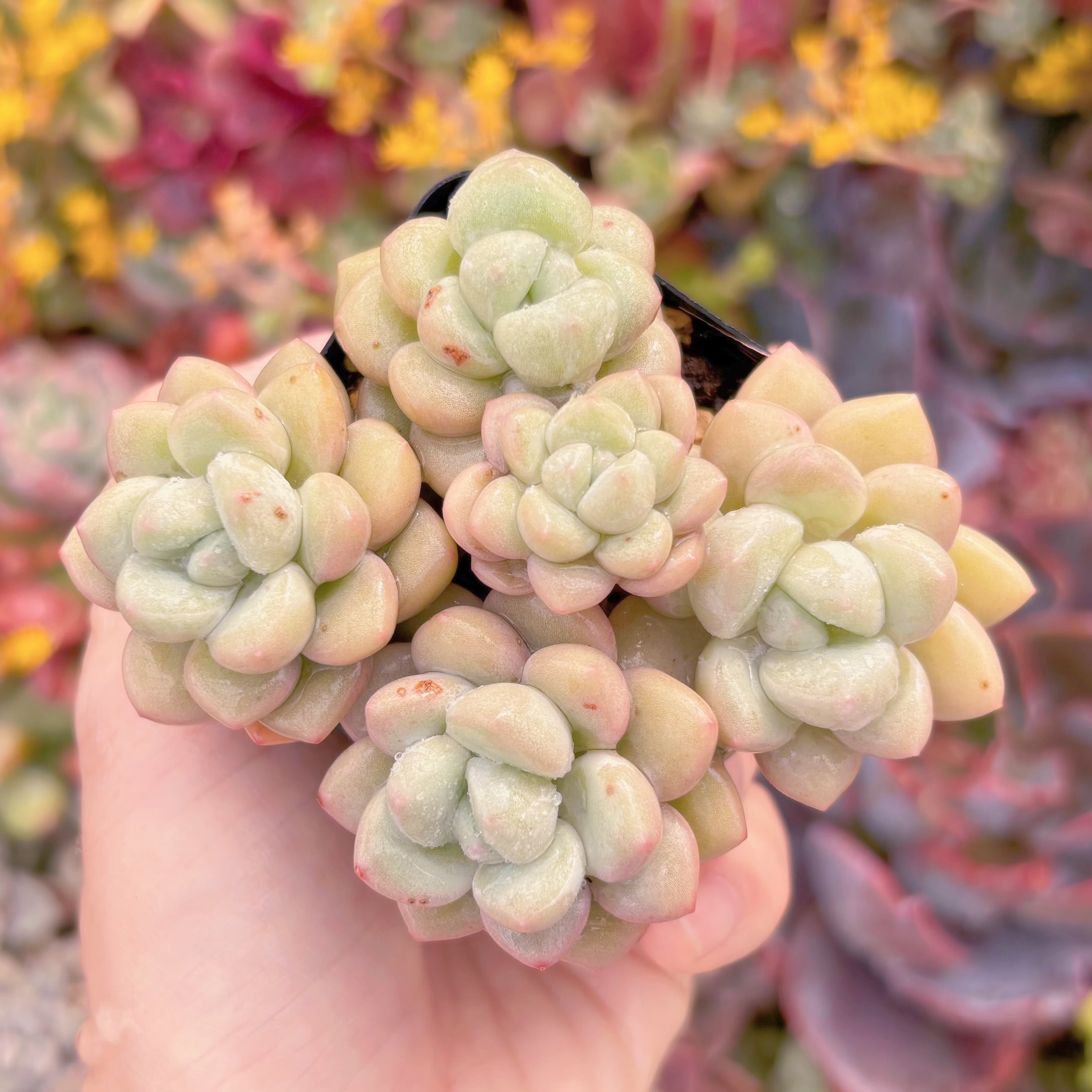 現品　チューインガム#M049　るる農園