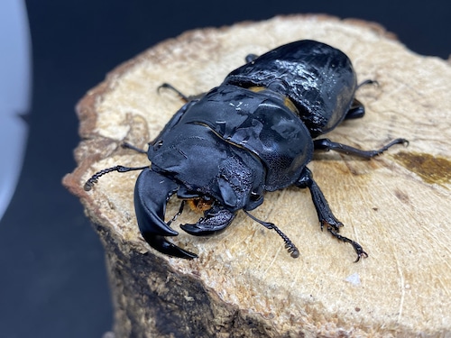 モザイク個体 阿古谷　オオクワガタ　成虫