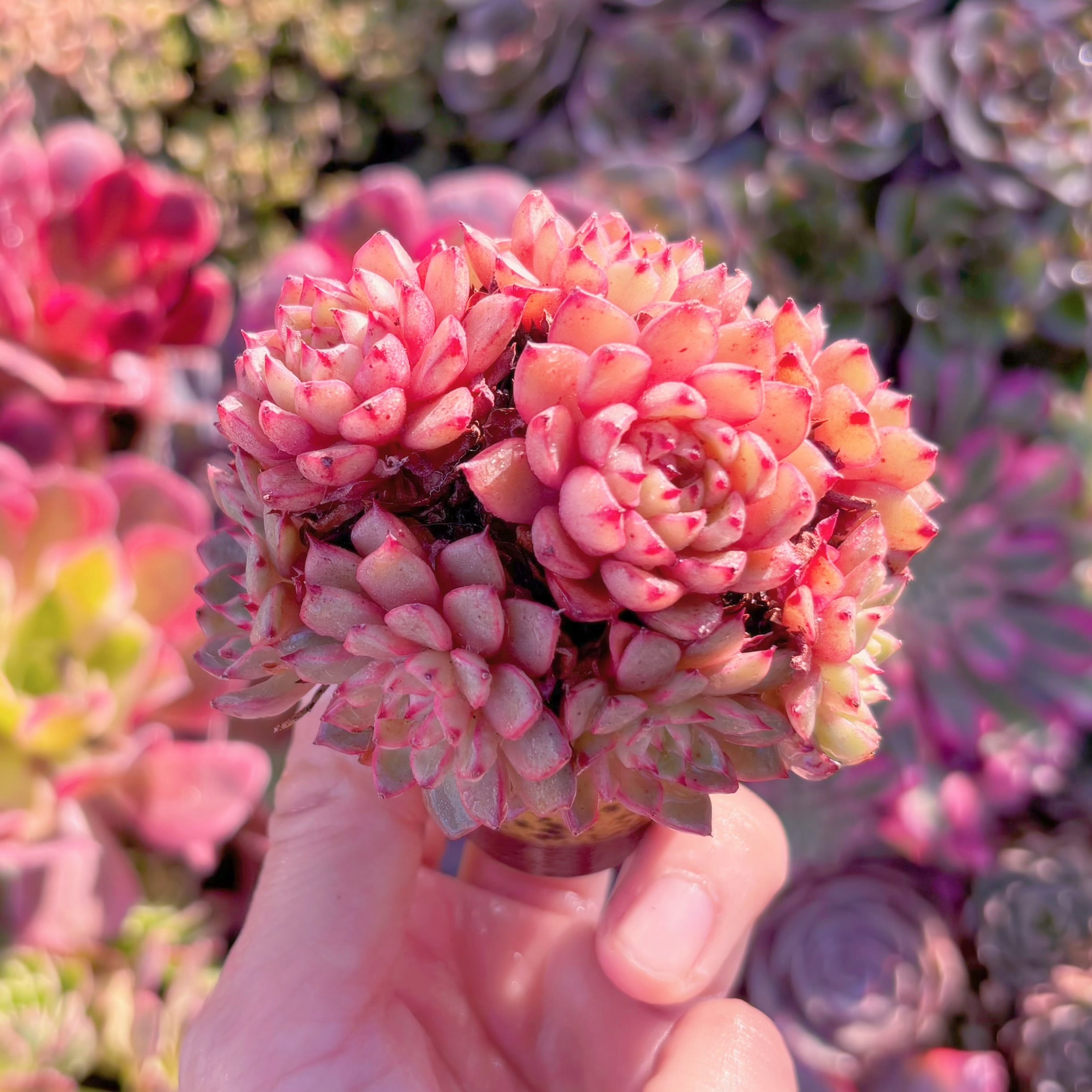 多肉植物　魔焰　群生　在庫僅少　新入荷　るる農園