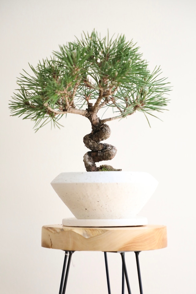 【S】黒松 盆栽/Japanese black pine bonsai ※陶器鉢付き