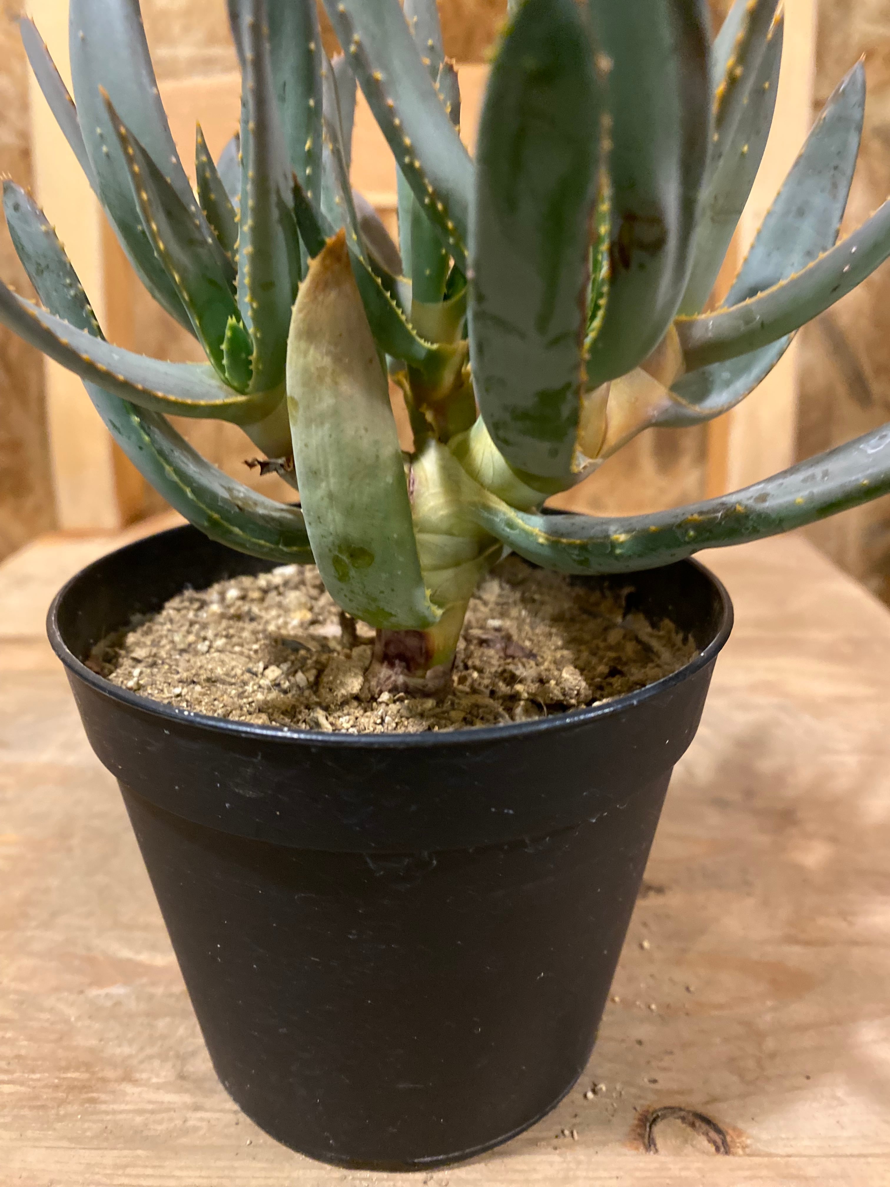 アロエ ラモシシマ 本体20cm W16cm 口径12cm | Garden Varejo