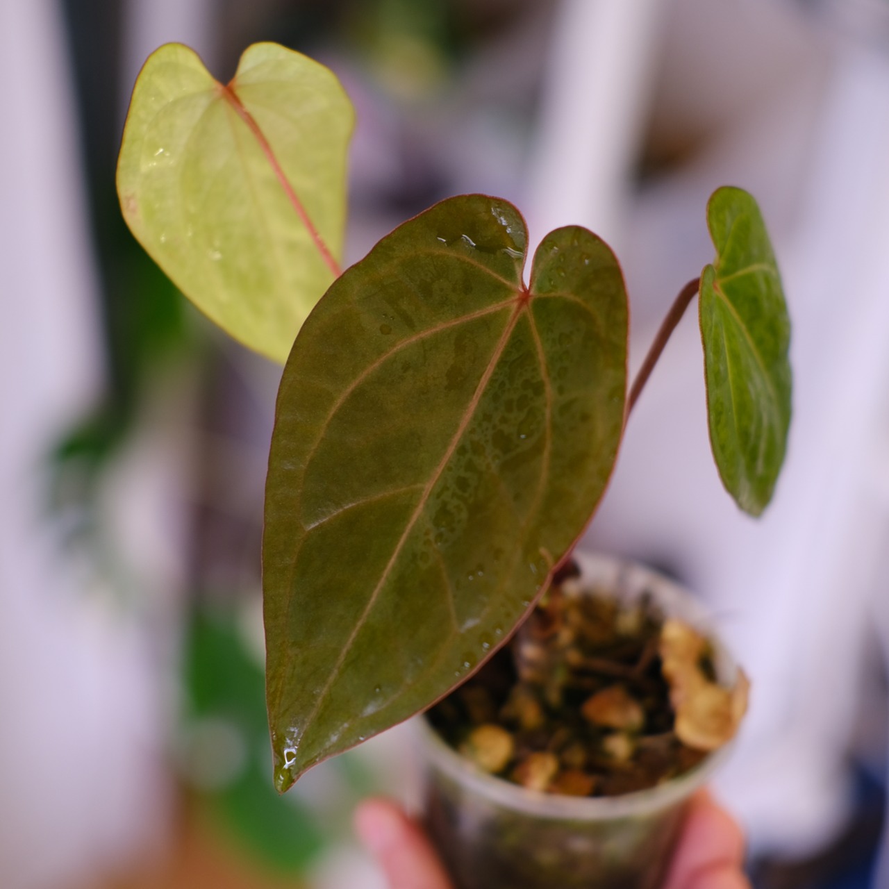 Anthurium kunayalensis × Anthurium Zara 'Michelle'｜アンスリウム クナヤレンシス × ザラ・ミシェル③｜観葉植物