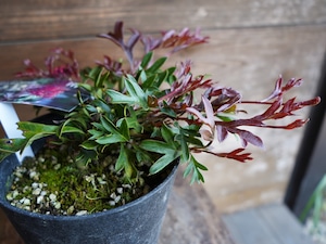 【現物】グレビレア　"ガウディチャウディ"　D