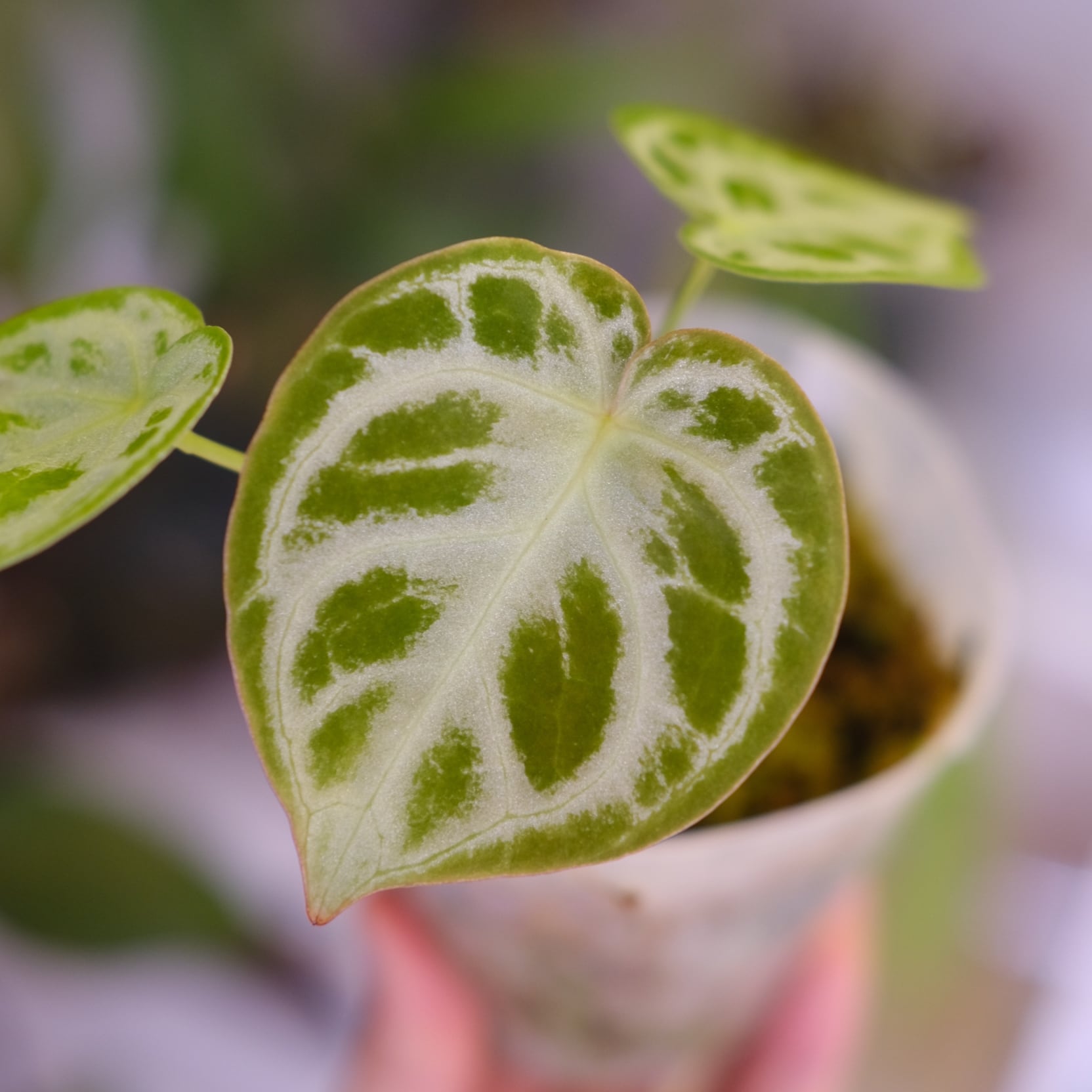 アンスリウム ドラヤキ × シルバーブラッシュ│Anthurium Dorayaki × A