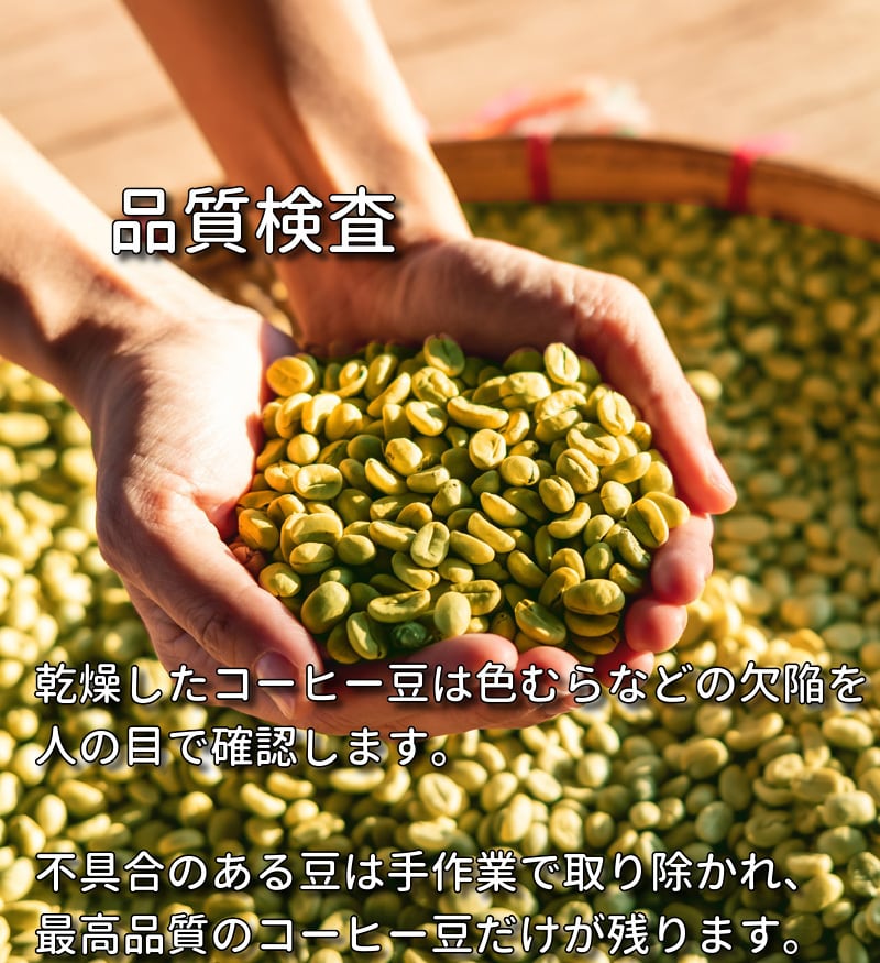松阪グリーンコーヒー30杯分 | やさしい野菜屋さん