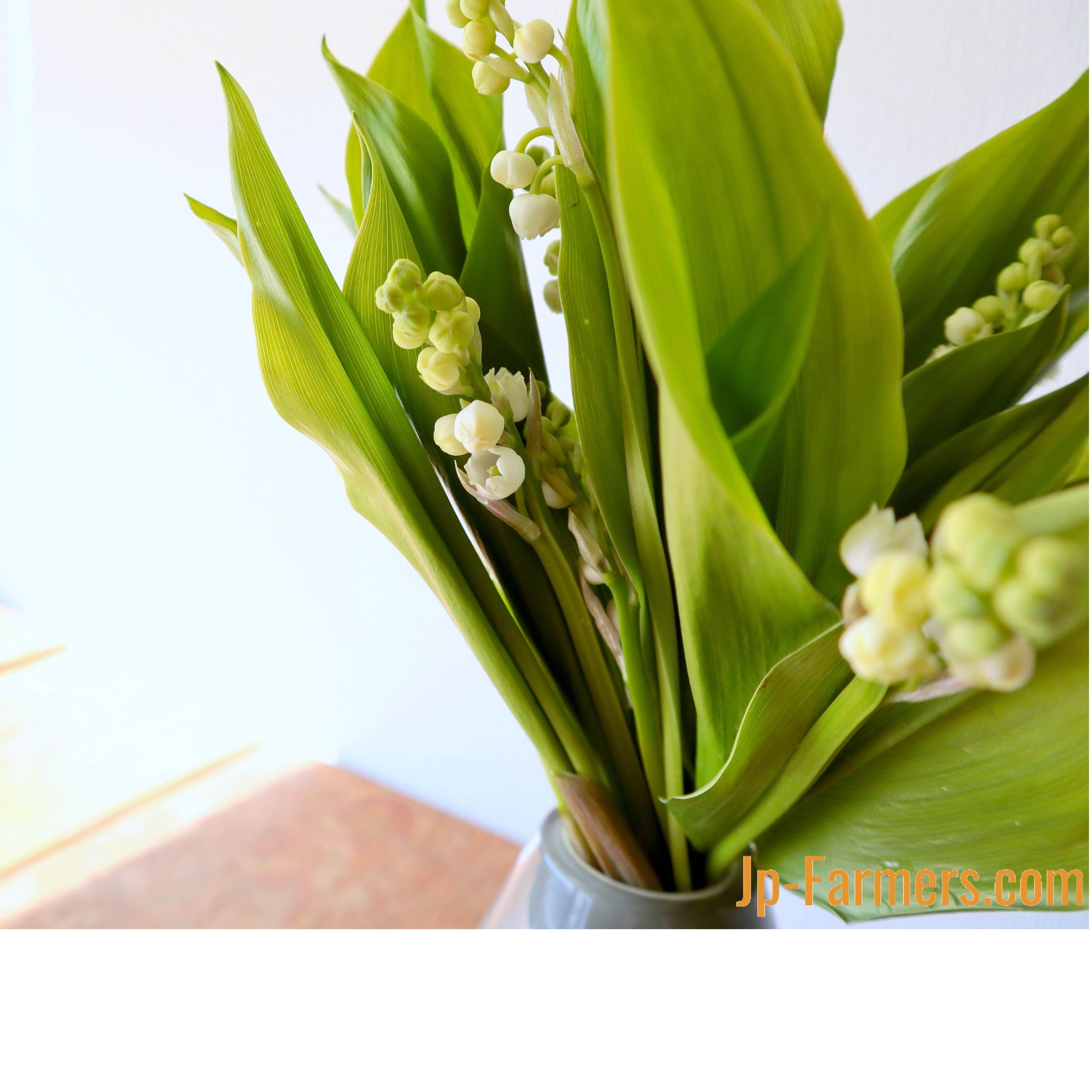 切花本 Short スズランで想いを伝える 5月1日 ミュゲの日 Jour De Muguet Jp Farmers Com 切花本 Short スズランで想いを伝える 5月1日 ミュゲの日 Jour De Muguet Jp Farmers Com