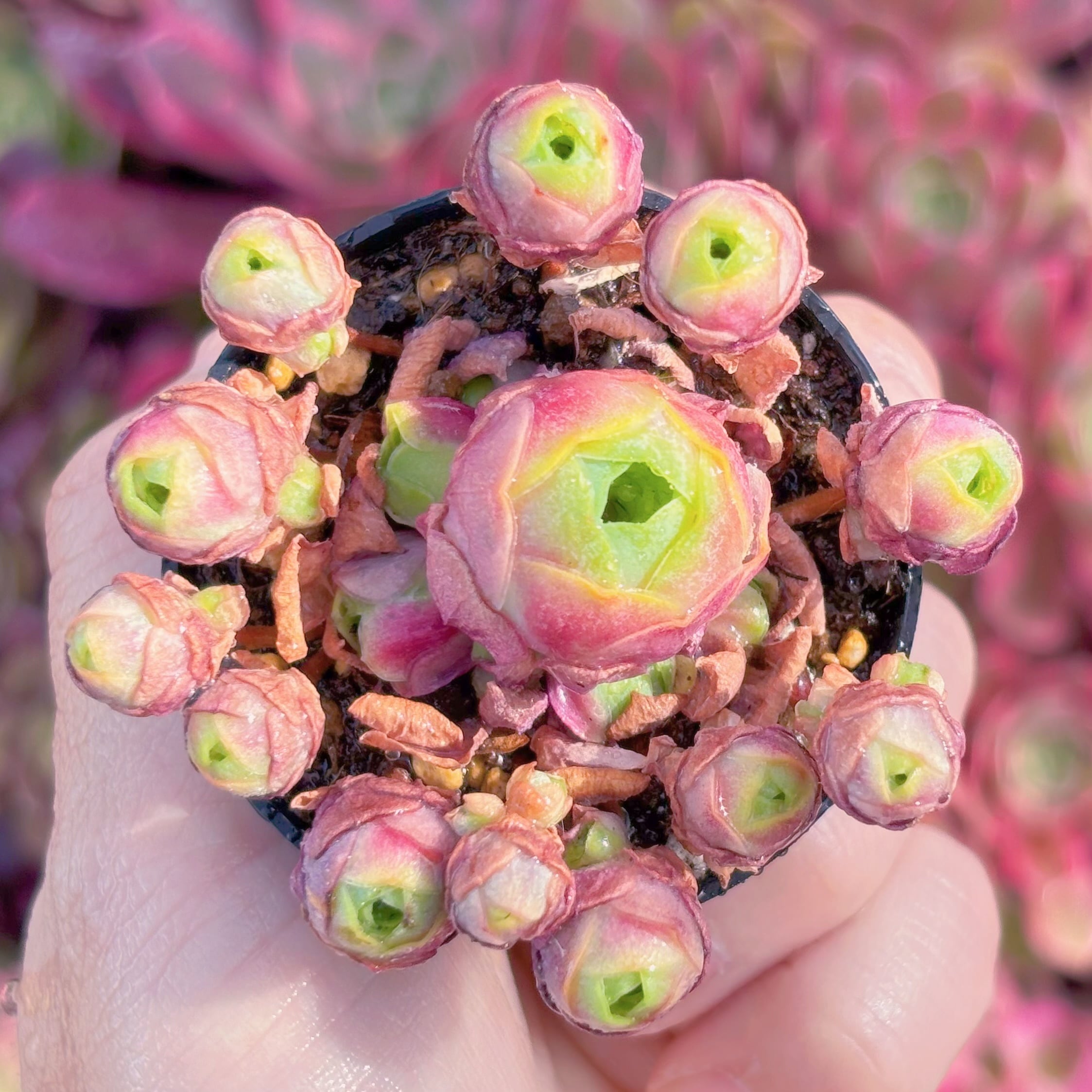 多肉植物　グリーノビア レッドベルベット　群生　新入荷　るる農園