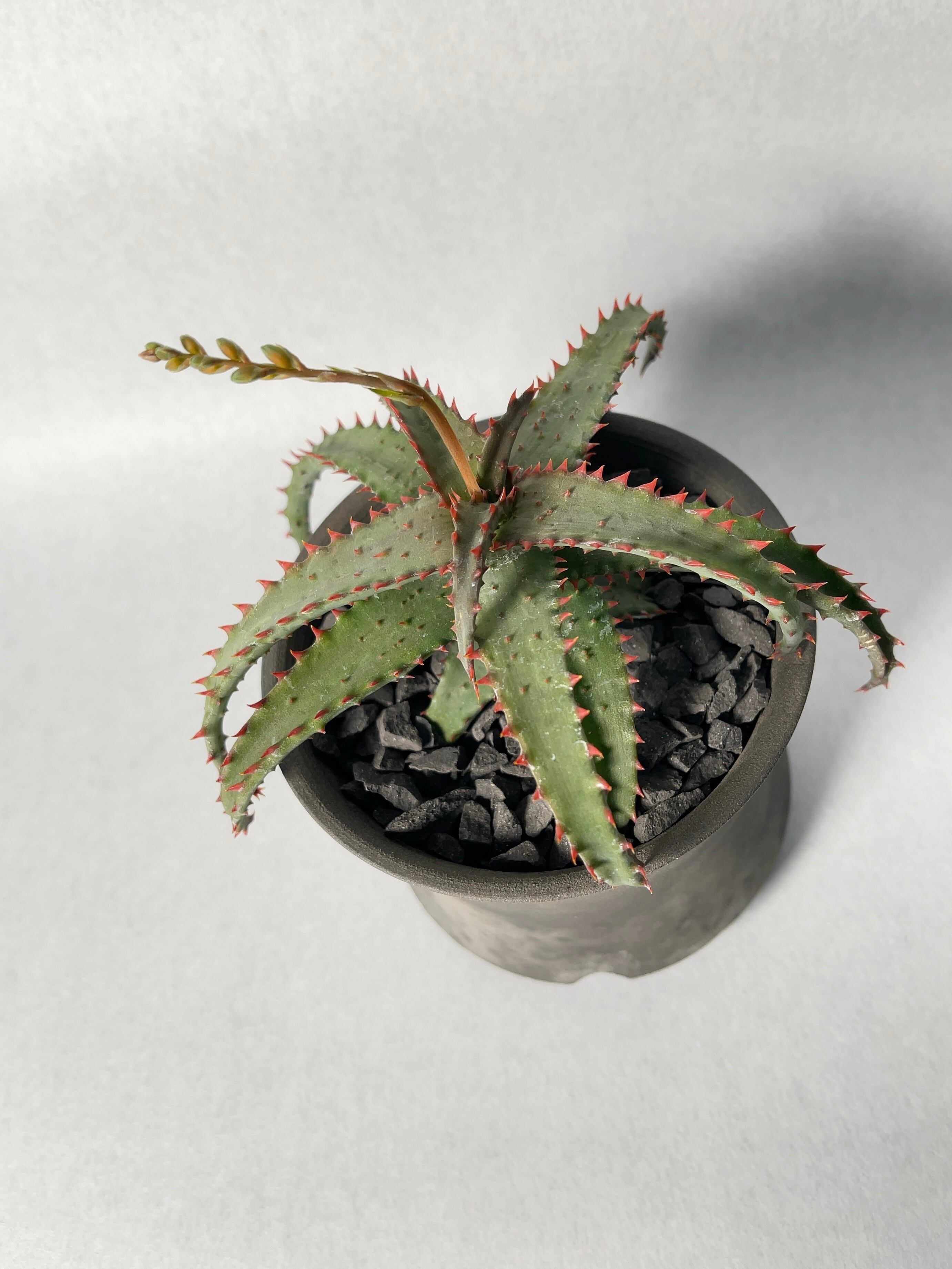 アロエさま専用 楽天市場】【現品・現物】渦巻きアロエ アロエ・ポリフェラ（アロエ