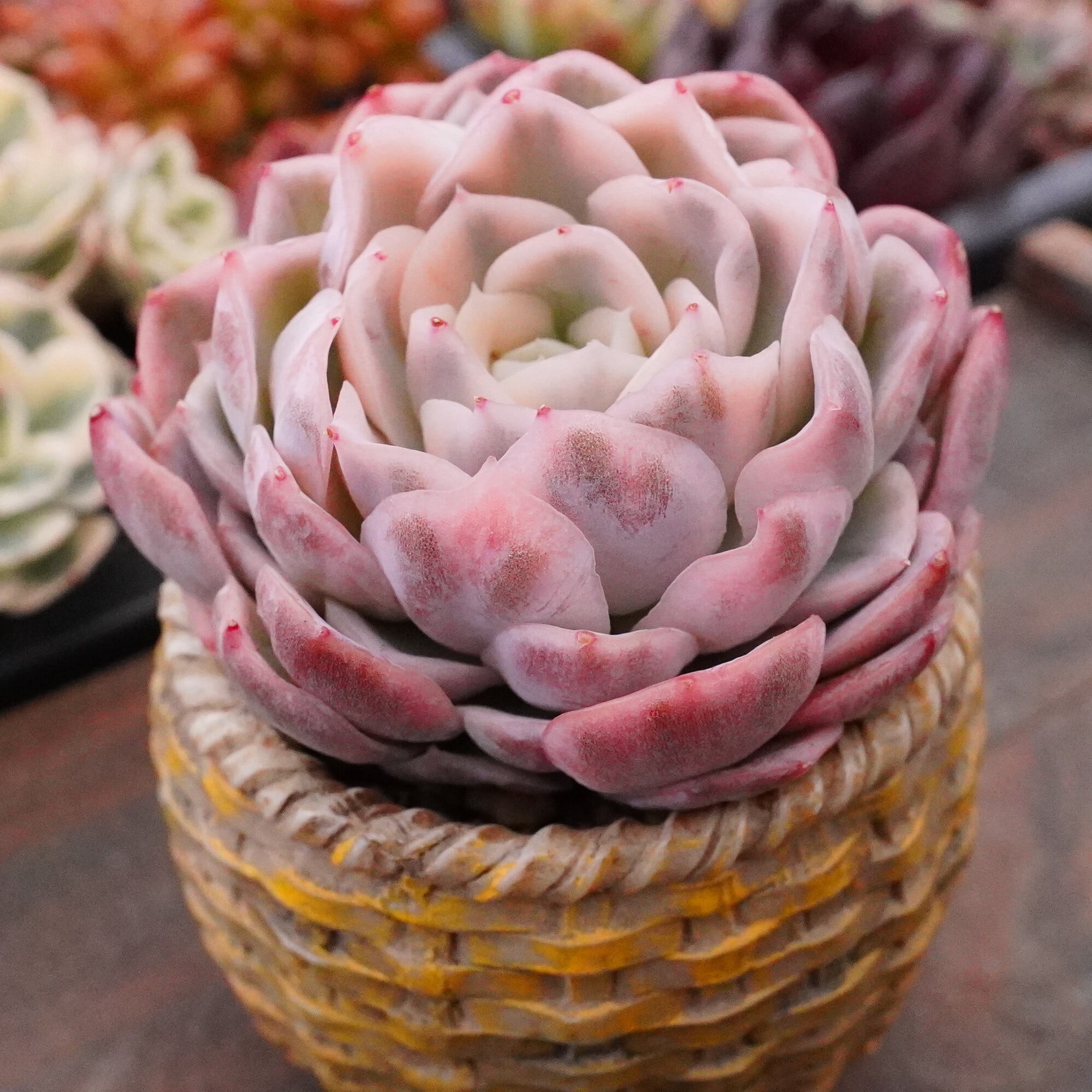 すべての商品 | E-TANIKU