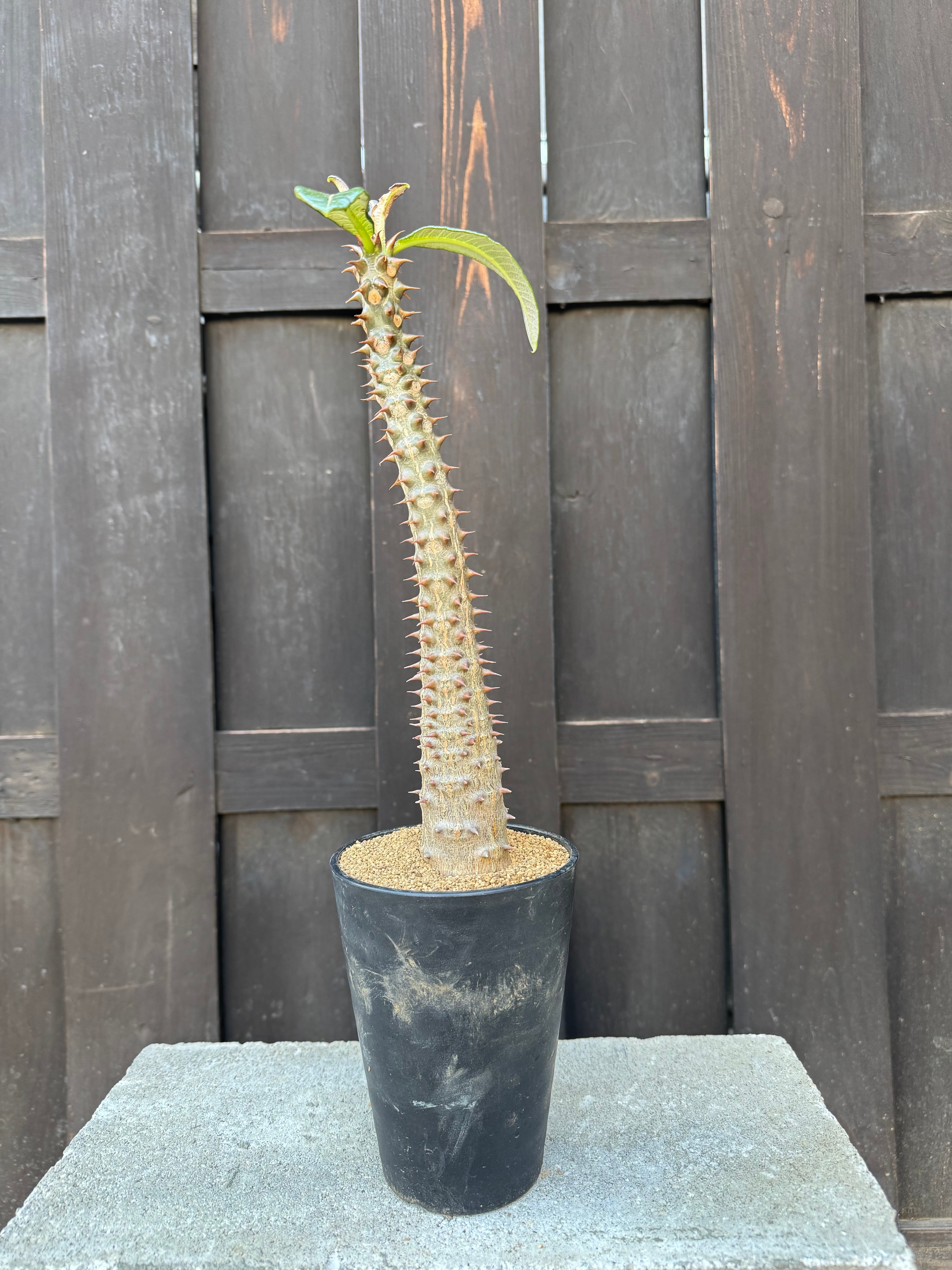 新着・極上逸品】Pachypodium baronii【国内実生】パキポディウム