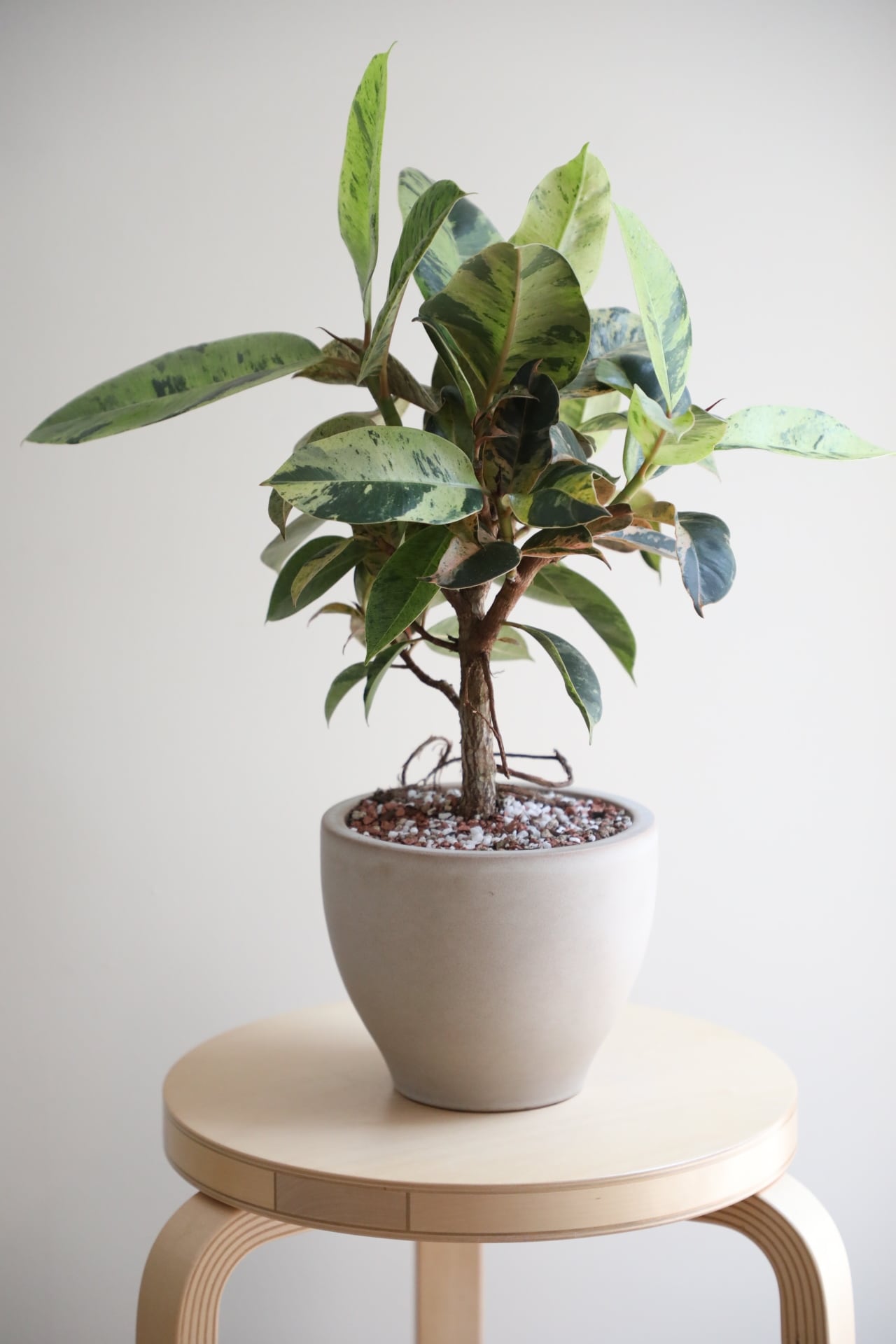 M】フィカス ジン/Ficus | 【厳選植物・器】MIDORI DOUMEI 翠堂明