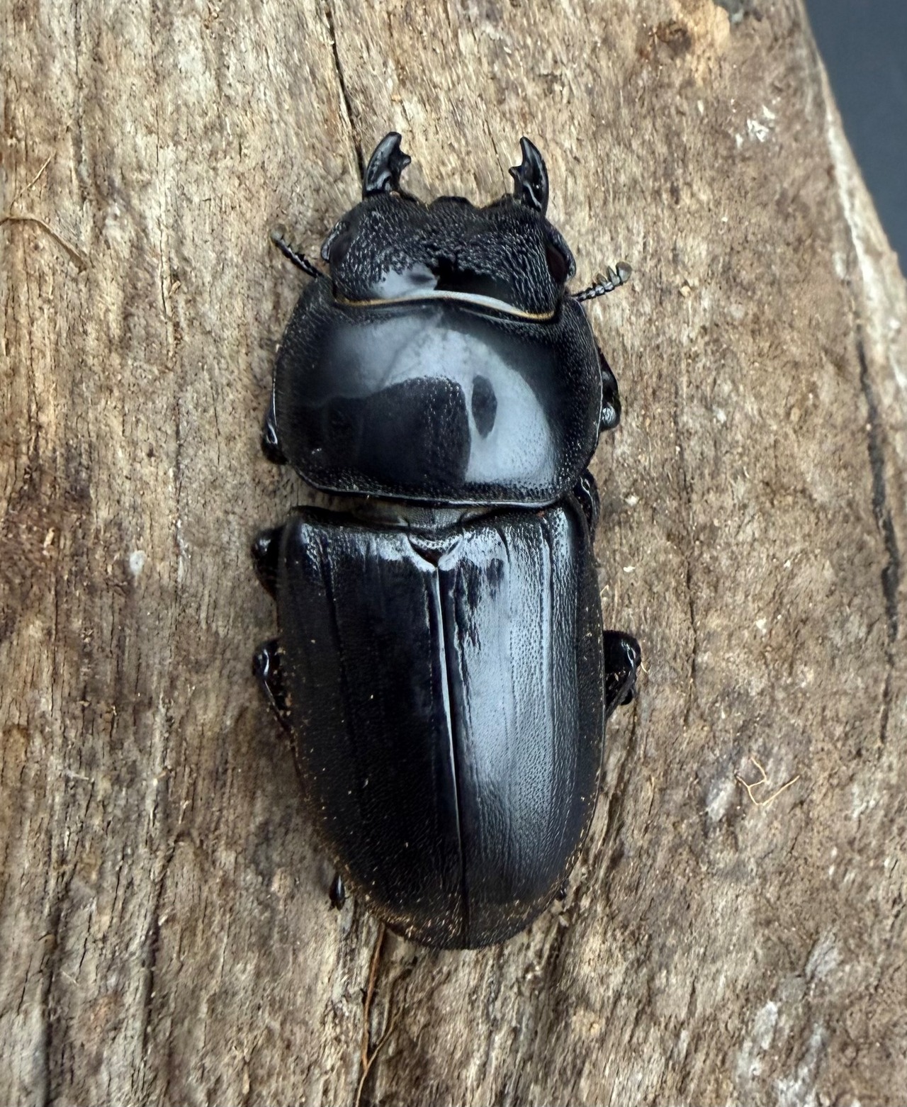 【WD】《スマトラオオヒラタ アチェ産 70.5mm ペア》②