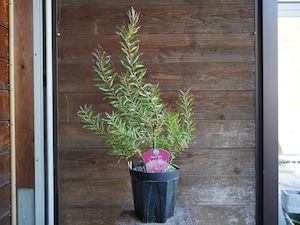 【現物】リューカデンドロン　”Gypsy Red”　６号