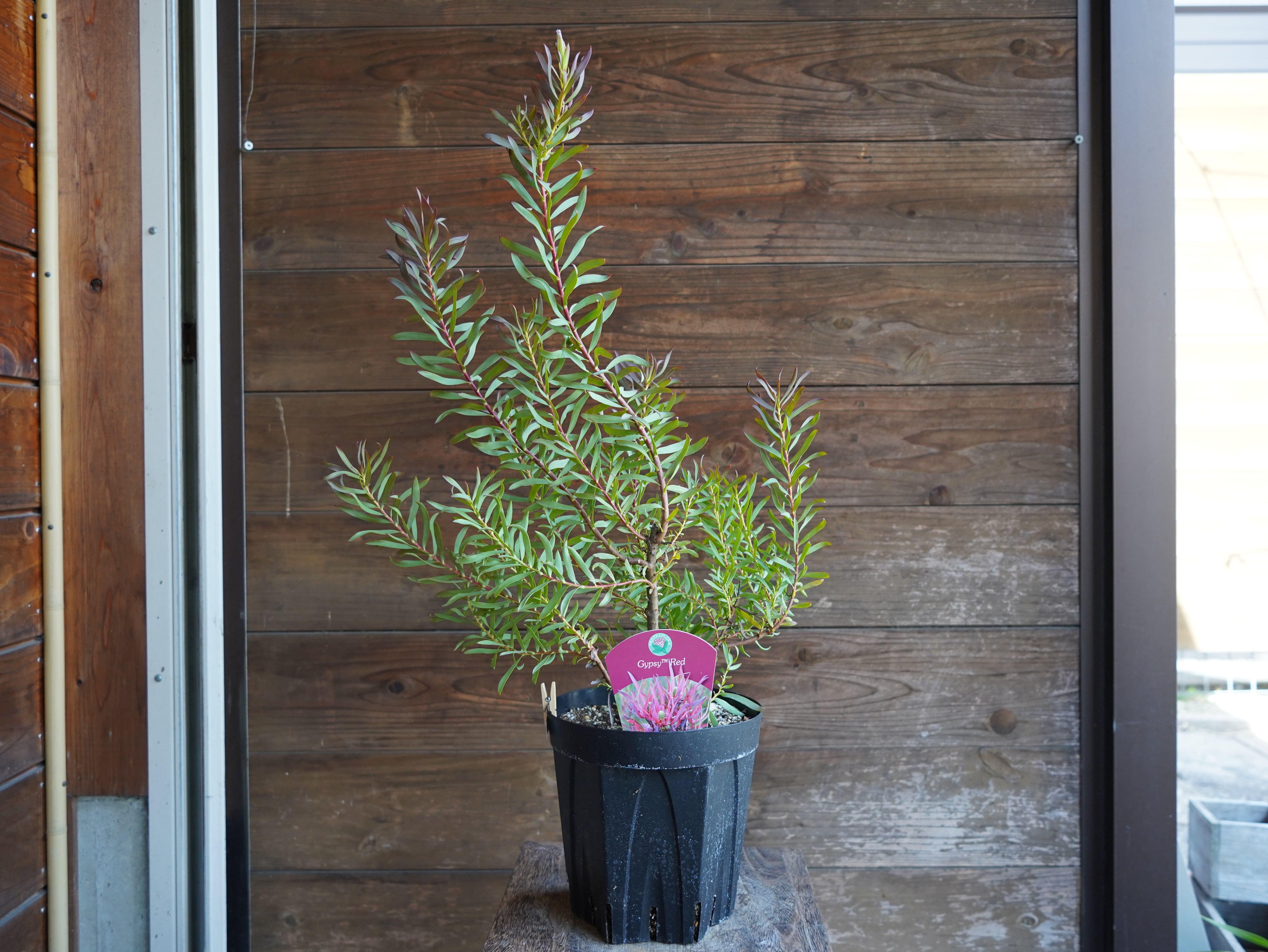 【現物】リューカデンドロン　”Gypsy Red”　６号