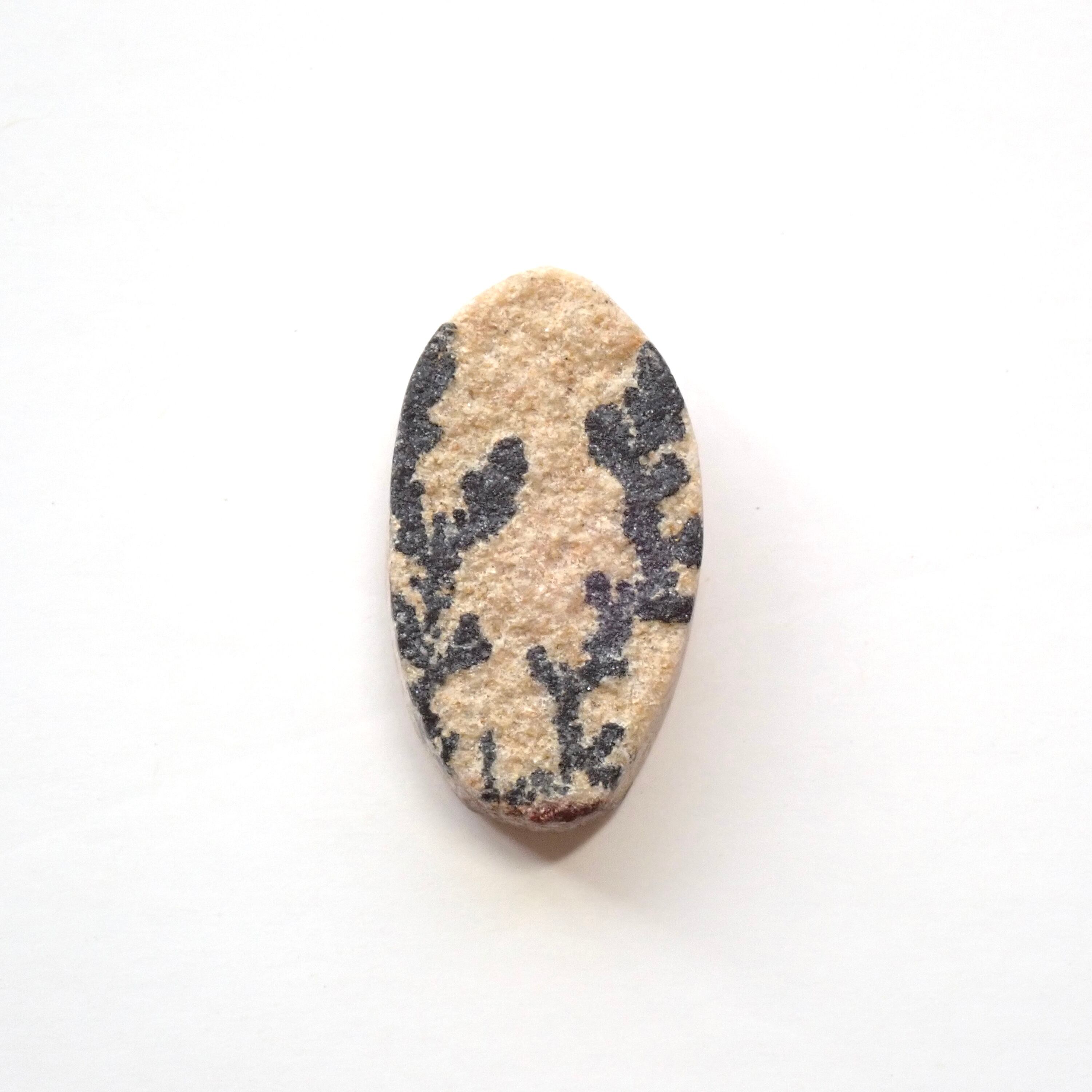 ジャーマン・デンドライト　02