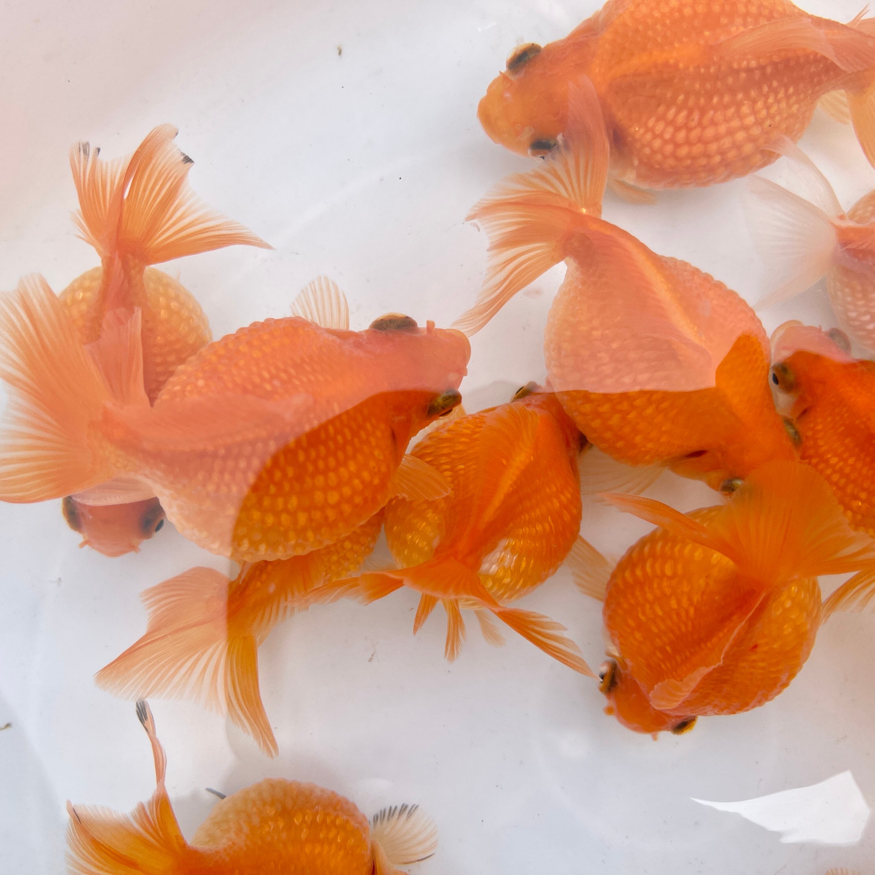 国産 金魚 ピンポンパール 1匹 8 9cm前後 ほぼ素赤 選びなし 21提携ファーム産 Sakuraさらさ