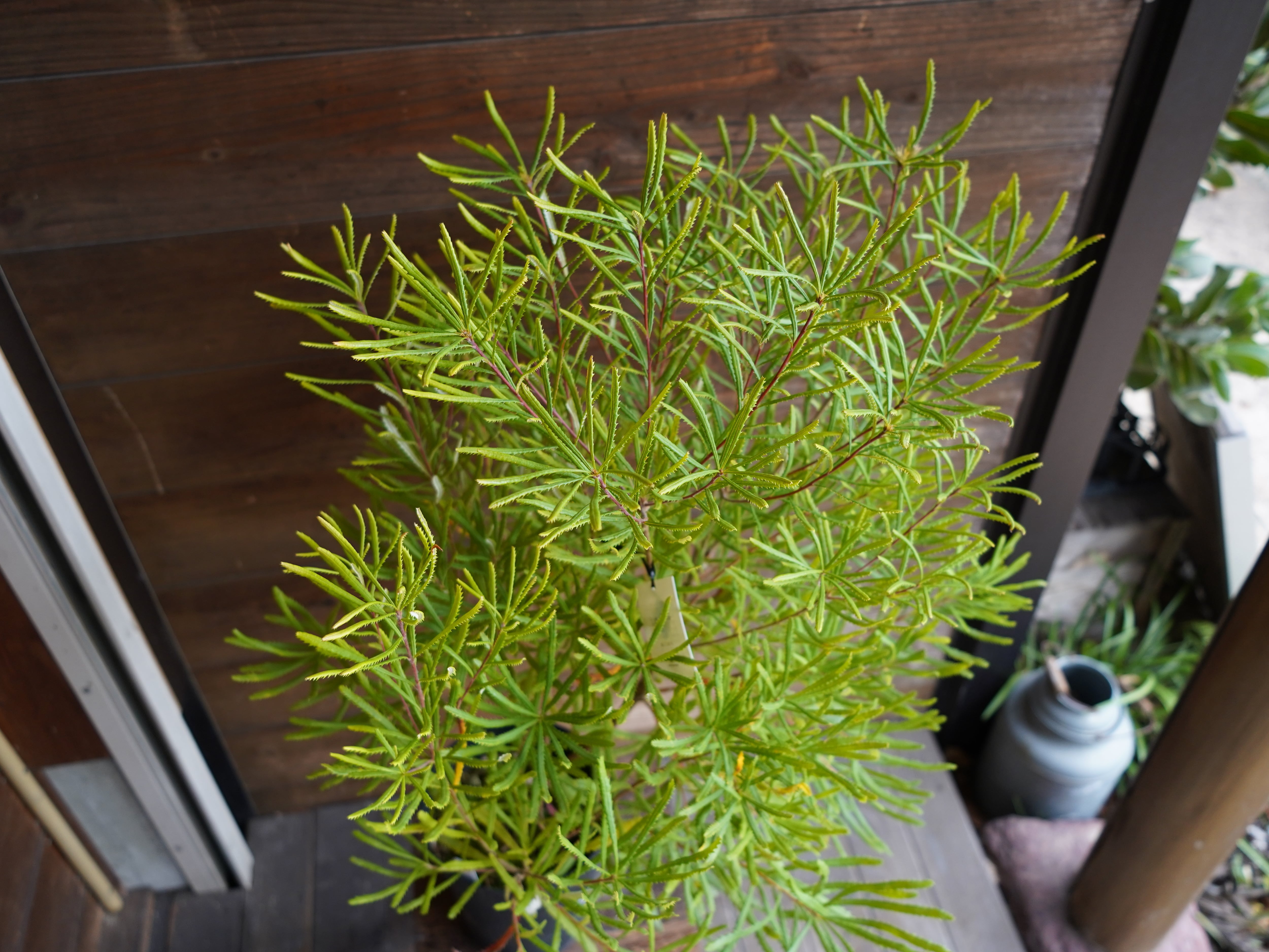 【現物】バンクシア　”スピヌローサ”　A（ヘアピンバンクシア）