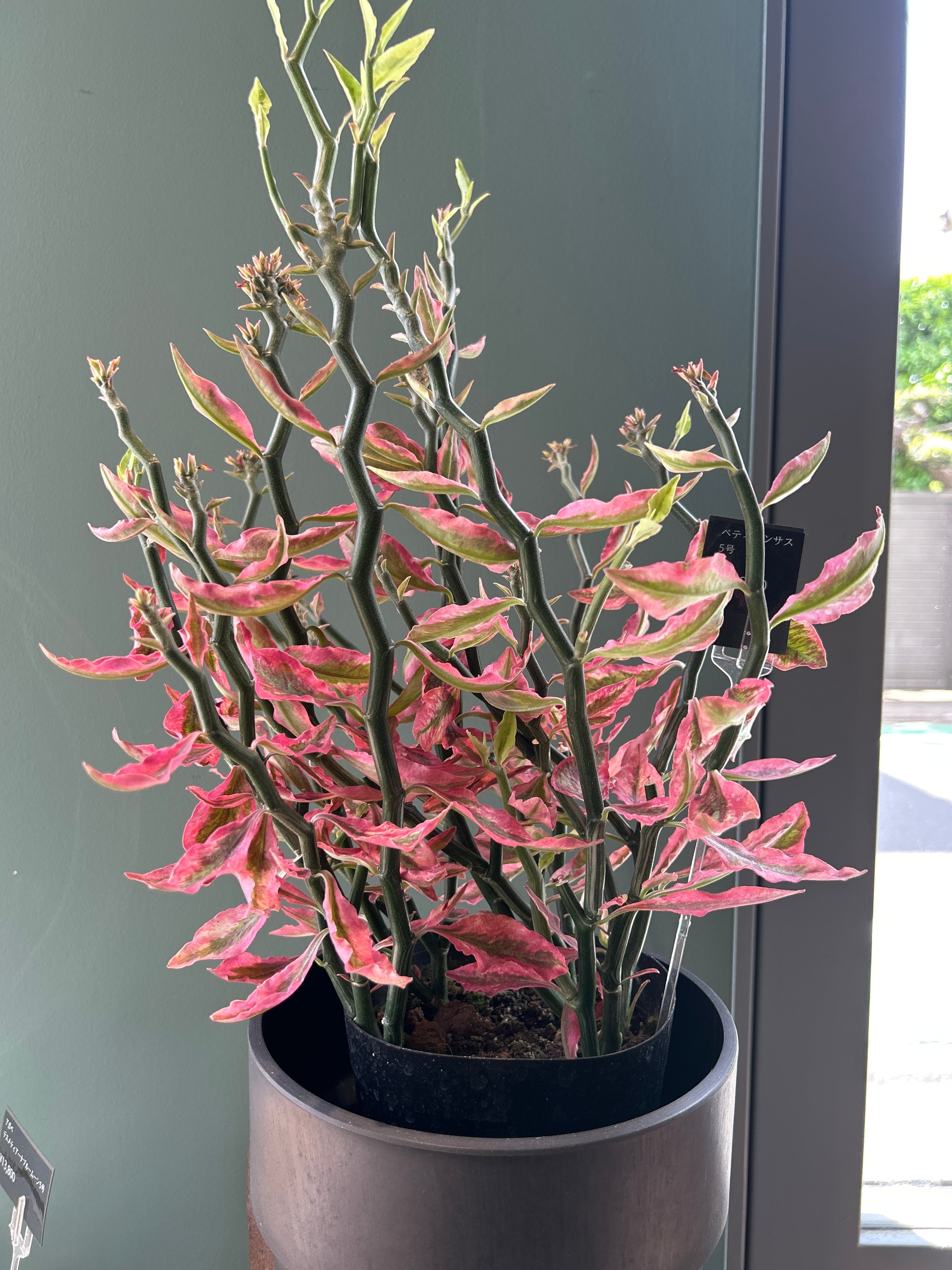 【大株55cm・良形】チランジア カーリースリム ボリューム株 根あり チランジア カーリースリム4号 | 植物との暮らし apricot