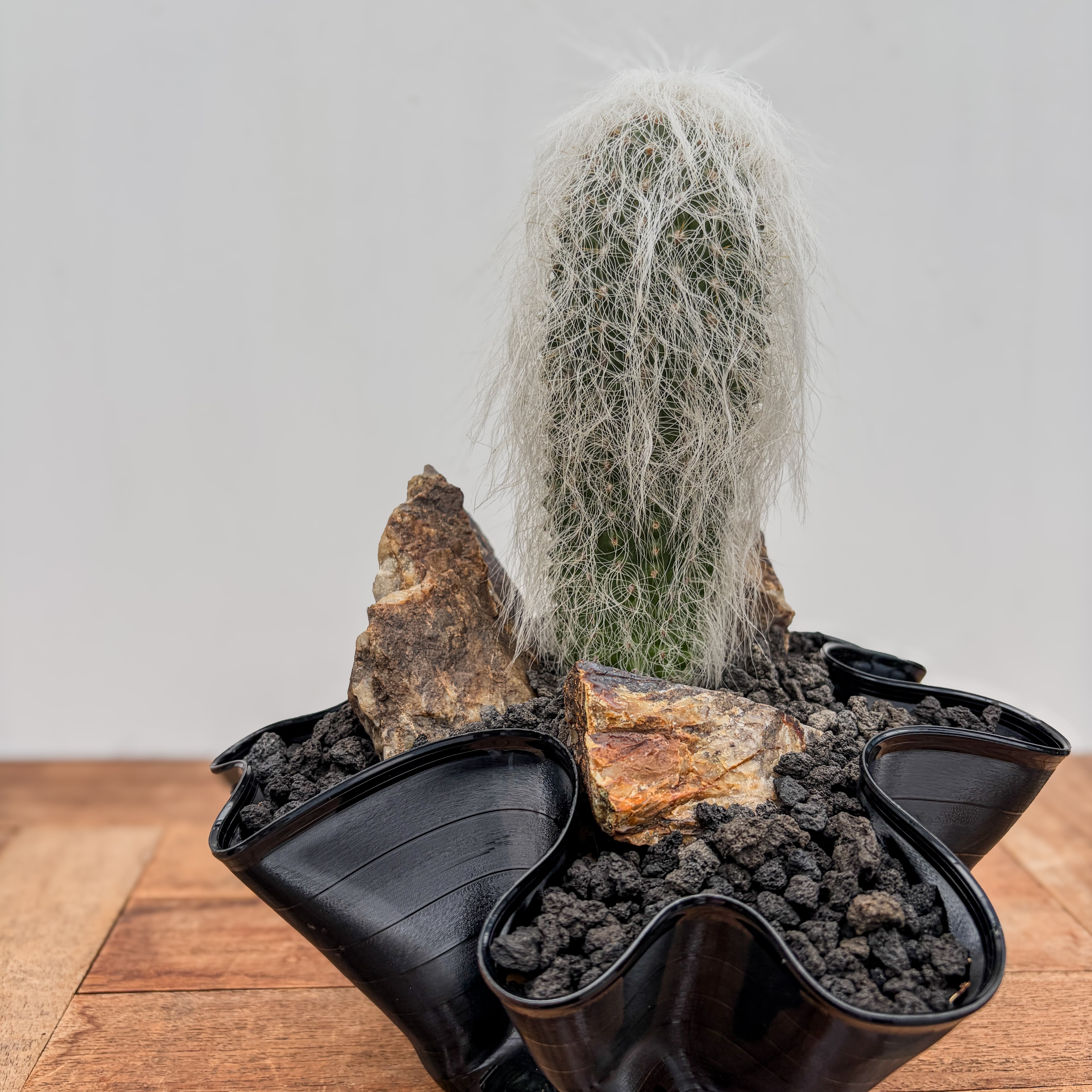 Cephalocereus senilis【ケファロケレウス・翁丸with GROOVE POT
