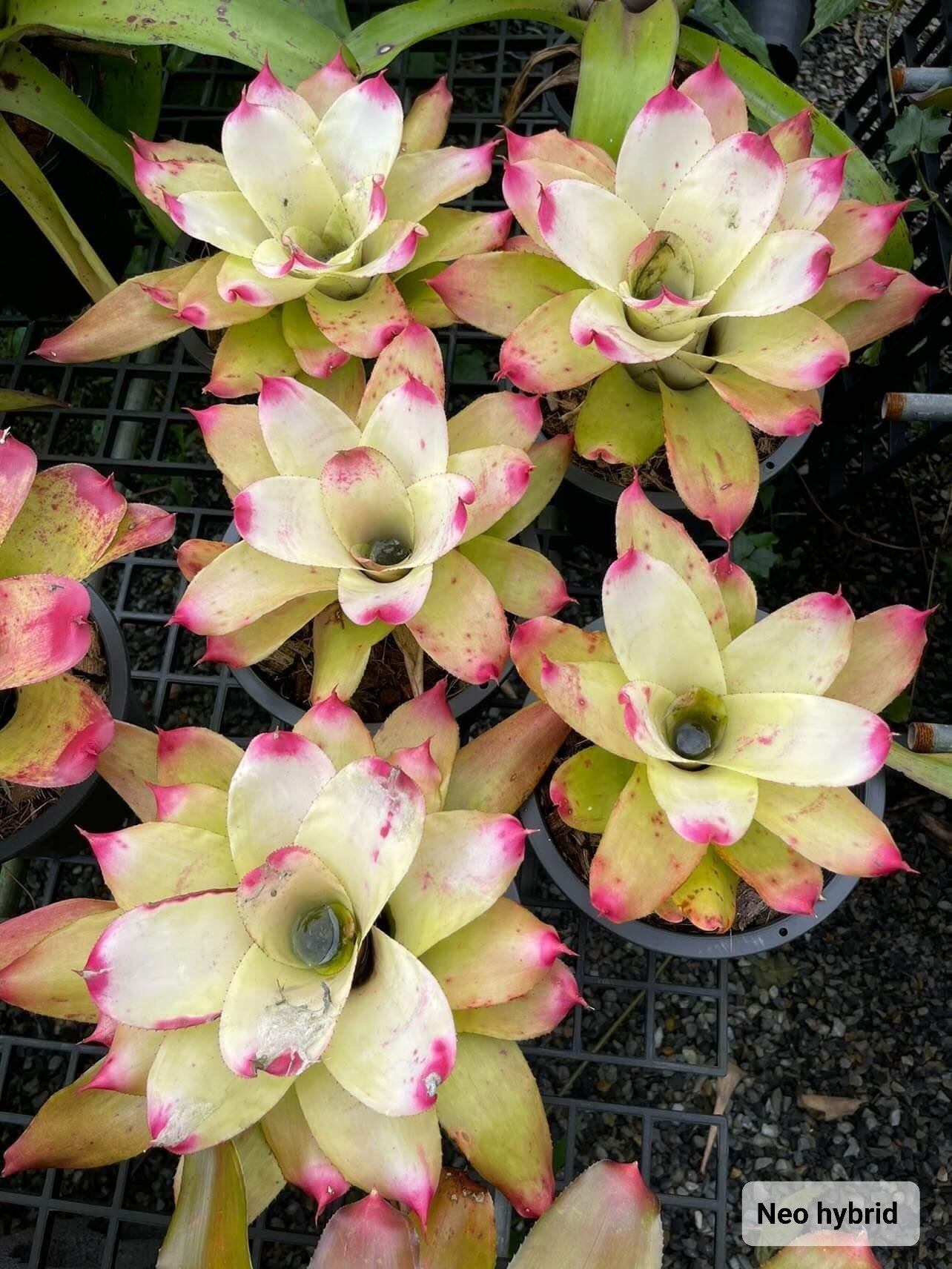 Neoregelia Hybrid【artPLANTs】 ネオレゲリア/タンクブロメリア