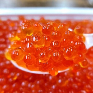 【大人気】極洋ブランドの美味しい鮭いくら醤油漬け500ｇ