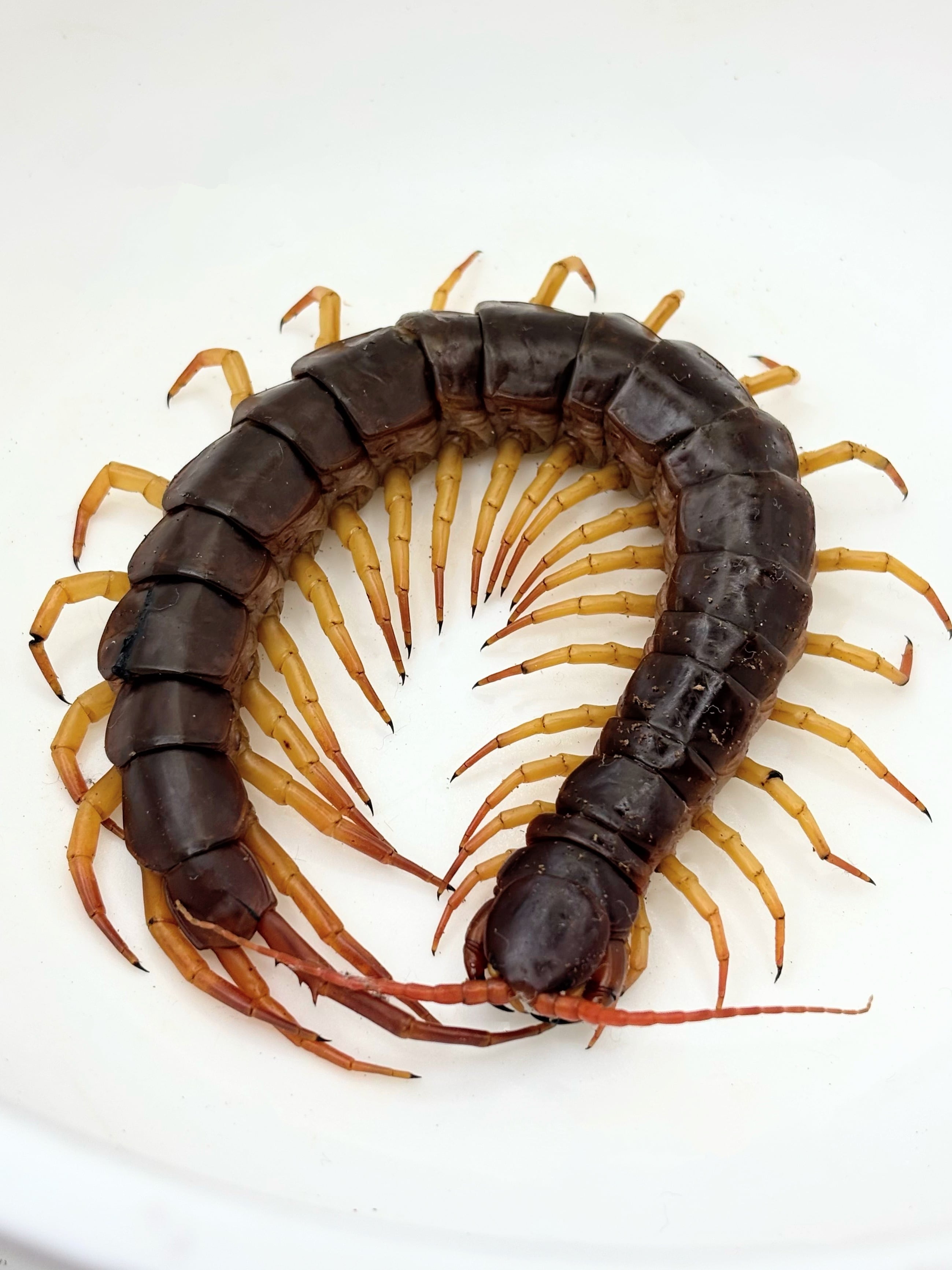 深紅極太】タイ産 オオムカデ チェリーレッド 約16cm 画像個体！No 