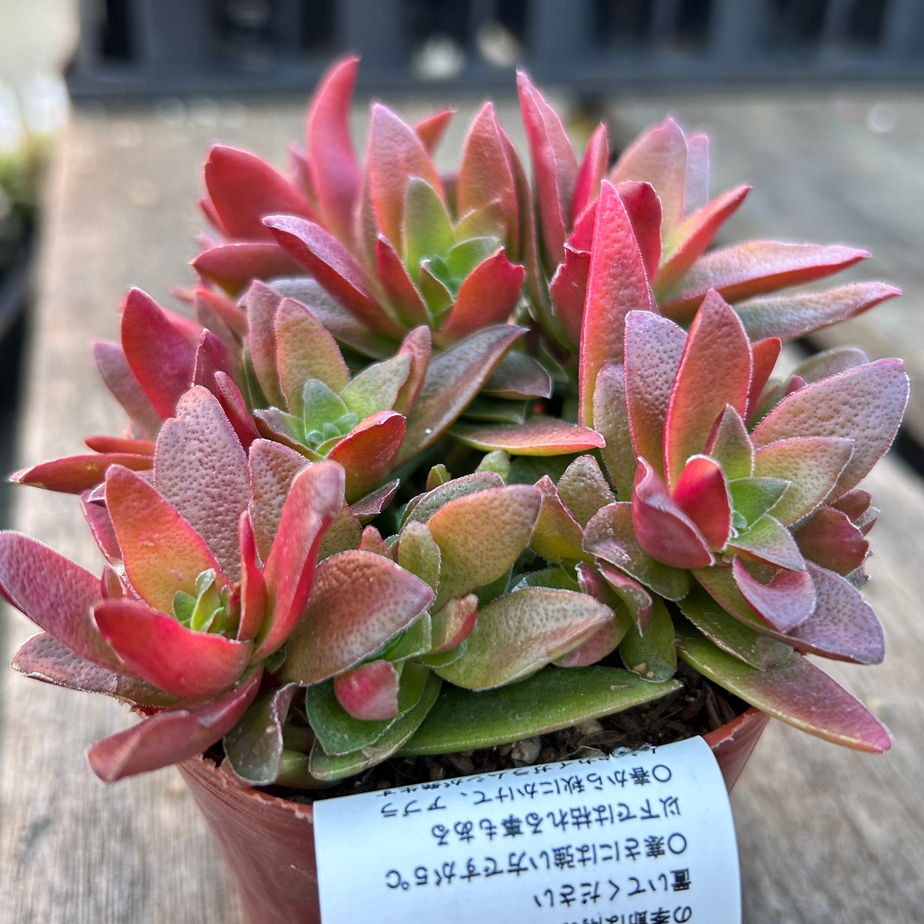 紅葉祭り群生 | RuPo 多肉植物専門店