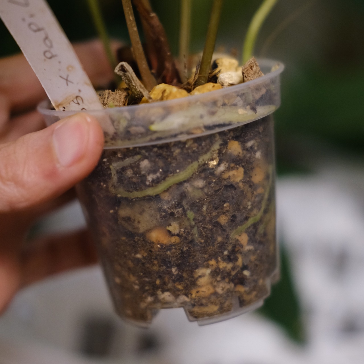 アンスリウム エース オブ スペード(AOS) × パピリラミナム(FS)④/ Anthurium Ace of spades × Papillilaminum / 観葉植物