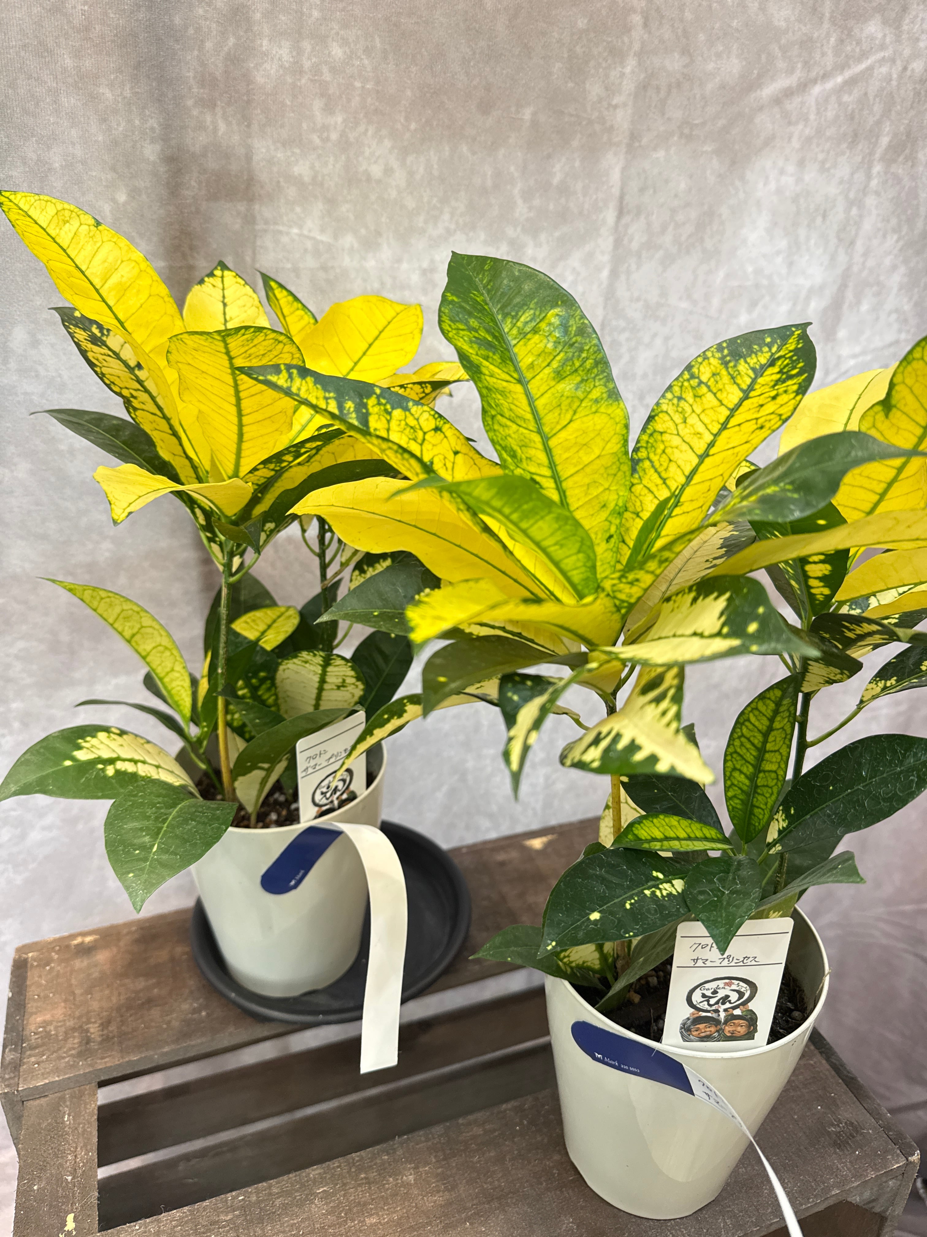 クロトン サマープリンセス | Gardenえん 【観葉熱帯植物】