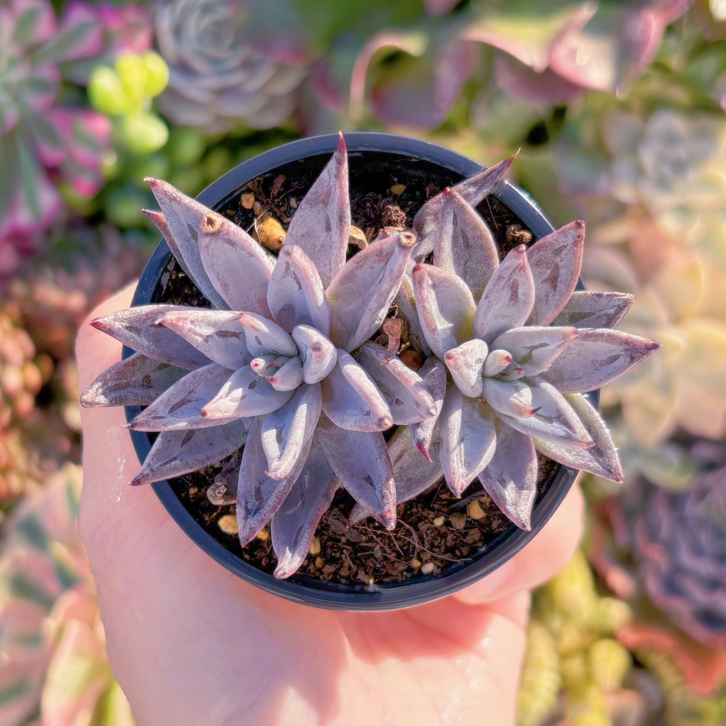 現品　魔爪#M249　2頭　るる農園