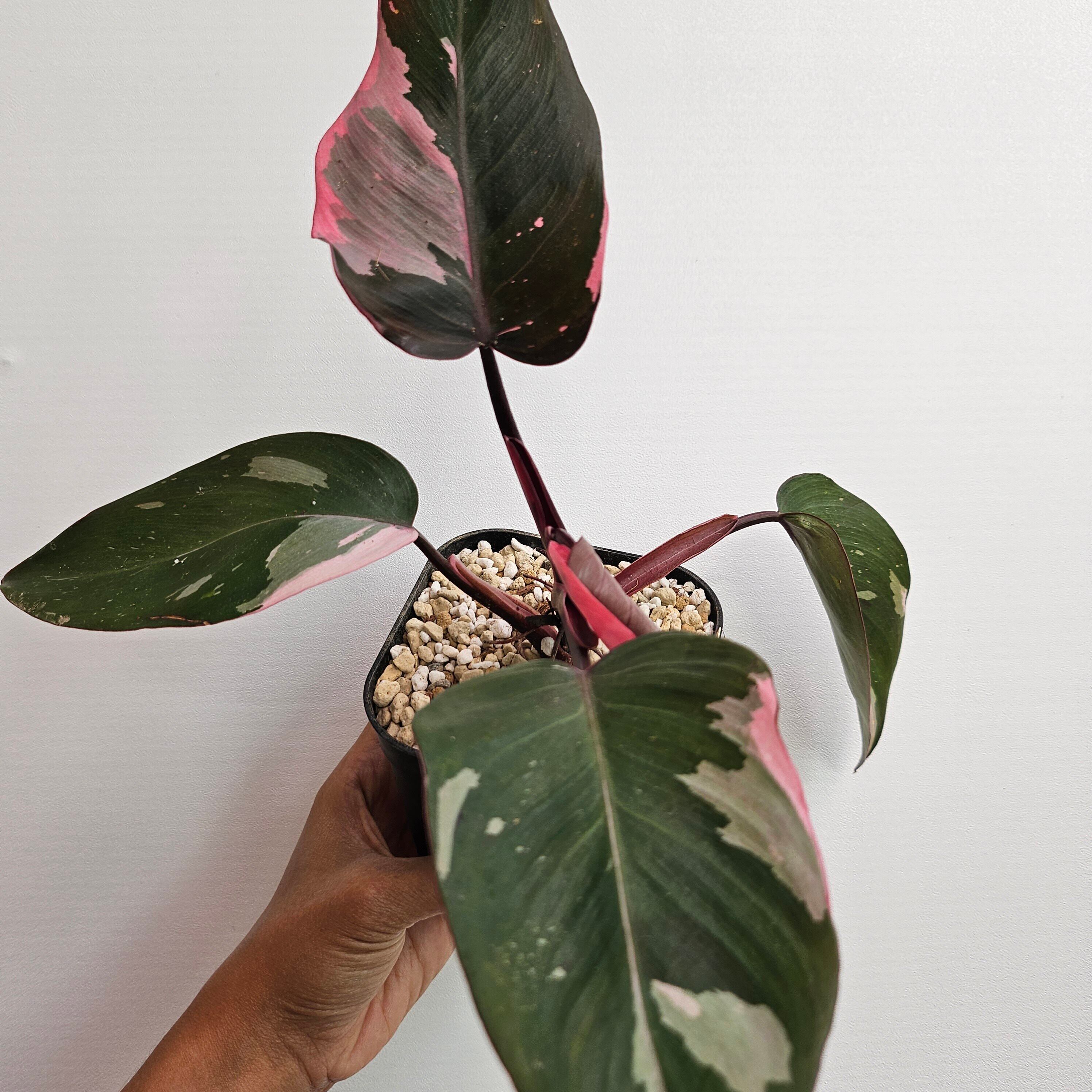 【超激レア】Philodendron Reuy sub marble【斑入り】 超激レア】Philodendron Reuy sub marble【斑入り】