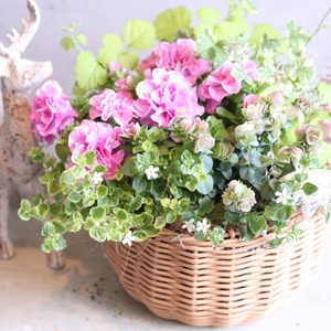 モンディマンシェ 母に贈る方寄せ植え（送料込み）　ベルチャームエレンのバスケット｜届いてすぐ飾れる完成品｜玄関インテリア｜母の日・新築・開店祝いギフト