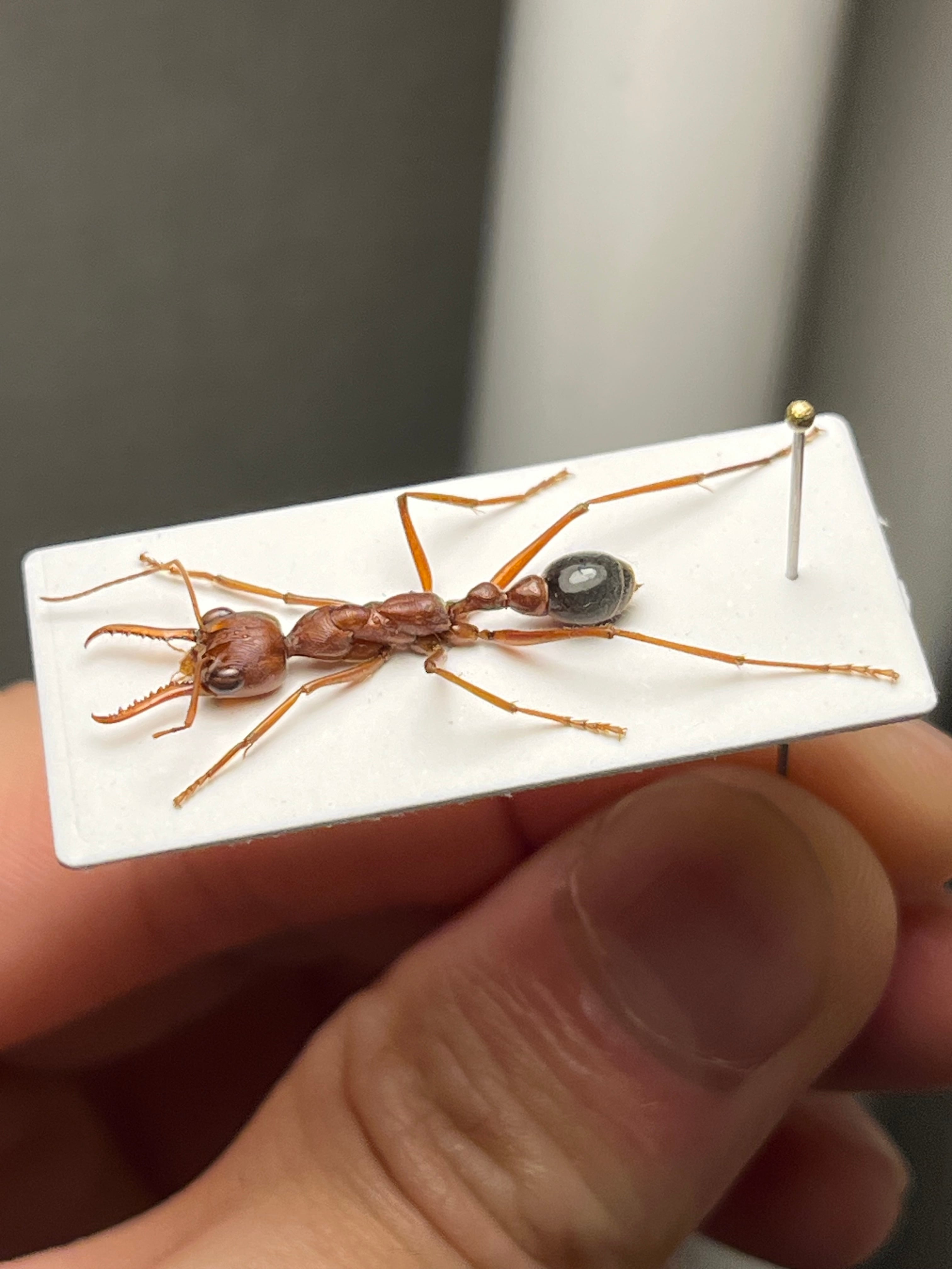 25mm】ブルドッグアント 標本 サスライアリドライバーアリ カマキリ