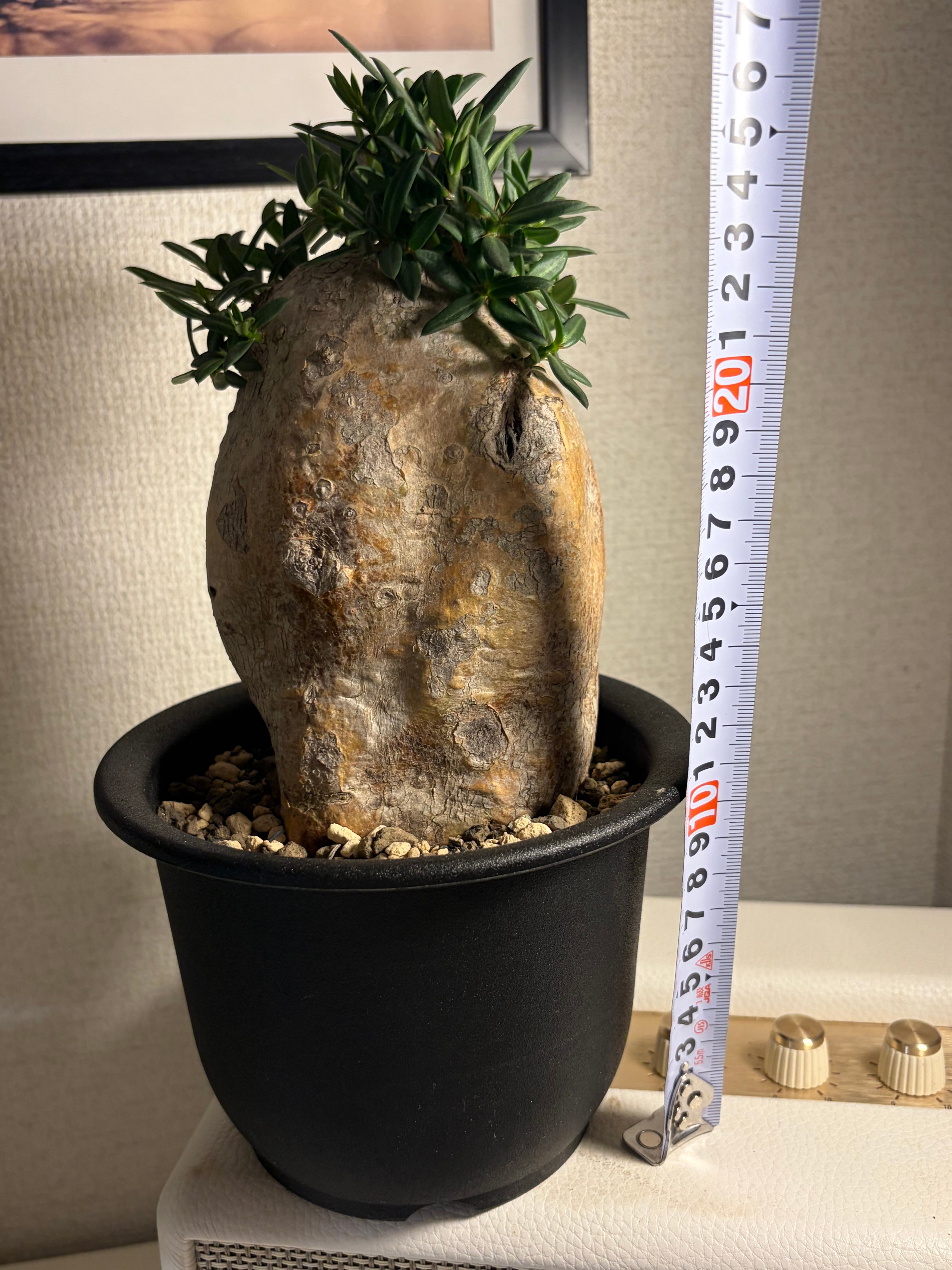 パキポディウム ビスピノーサム グラキリスと同属 塊根植物 クラビゲラ