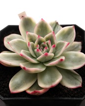 カット苗 インディゴエボニー Echeveria 'Indigo Ebony Variegated'