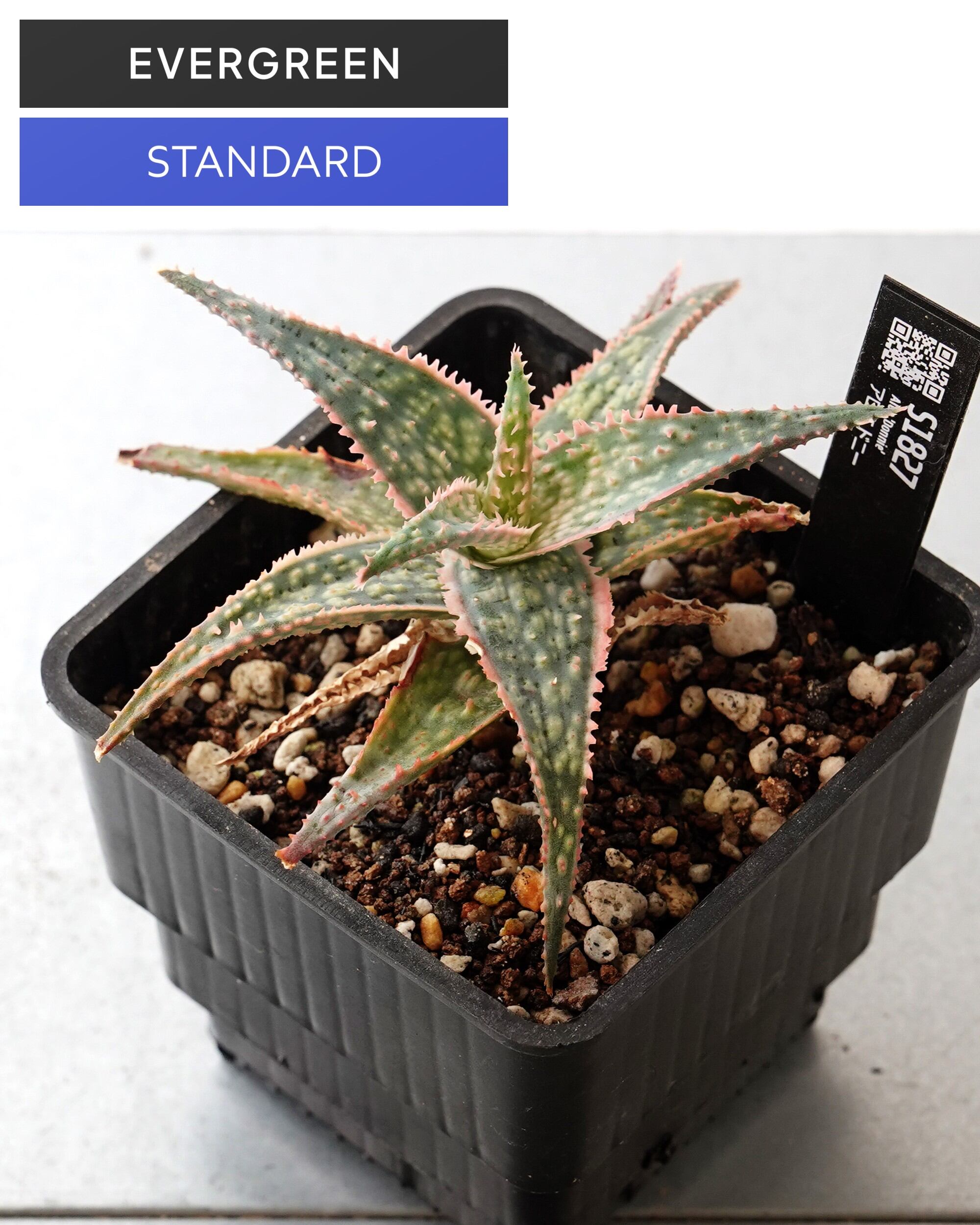 EVERGREEN 定番 | PUKUBOOK SUCCULENTS