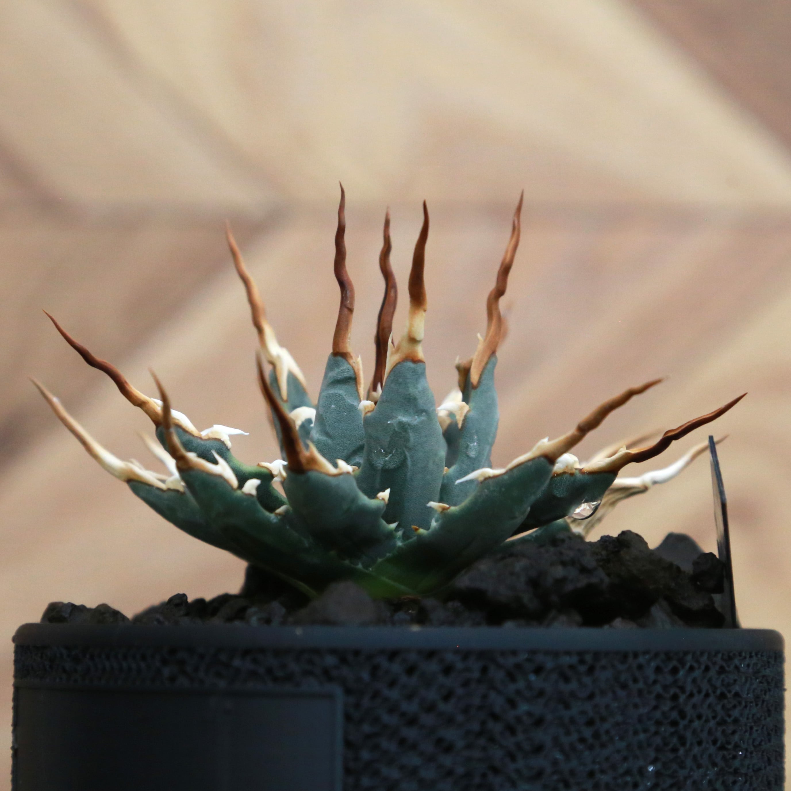 Agave utahensis eborispina アガベ エボリスピナ（実生3年・陽炎・短