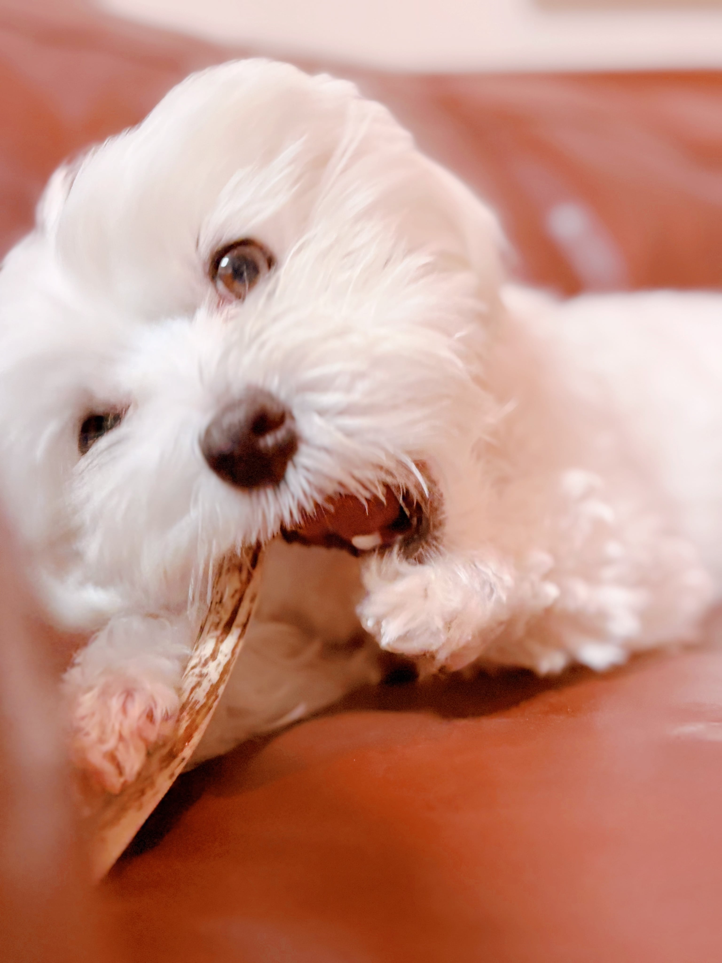 ドッグガムSサイズ(超小型~小型犬向) 鹿角かみかみ習慣 犬用ガム 天然鹿角 デンタルケア 国産 無添加 ストレスケア 犬用おもちゃ 歯ぐきマッサージ