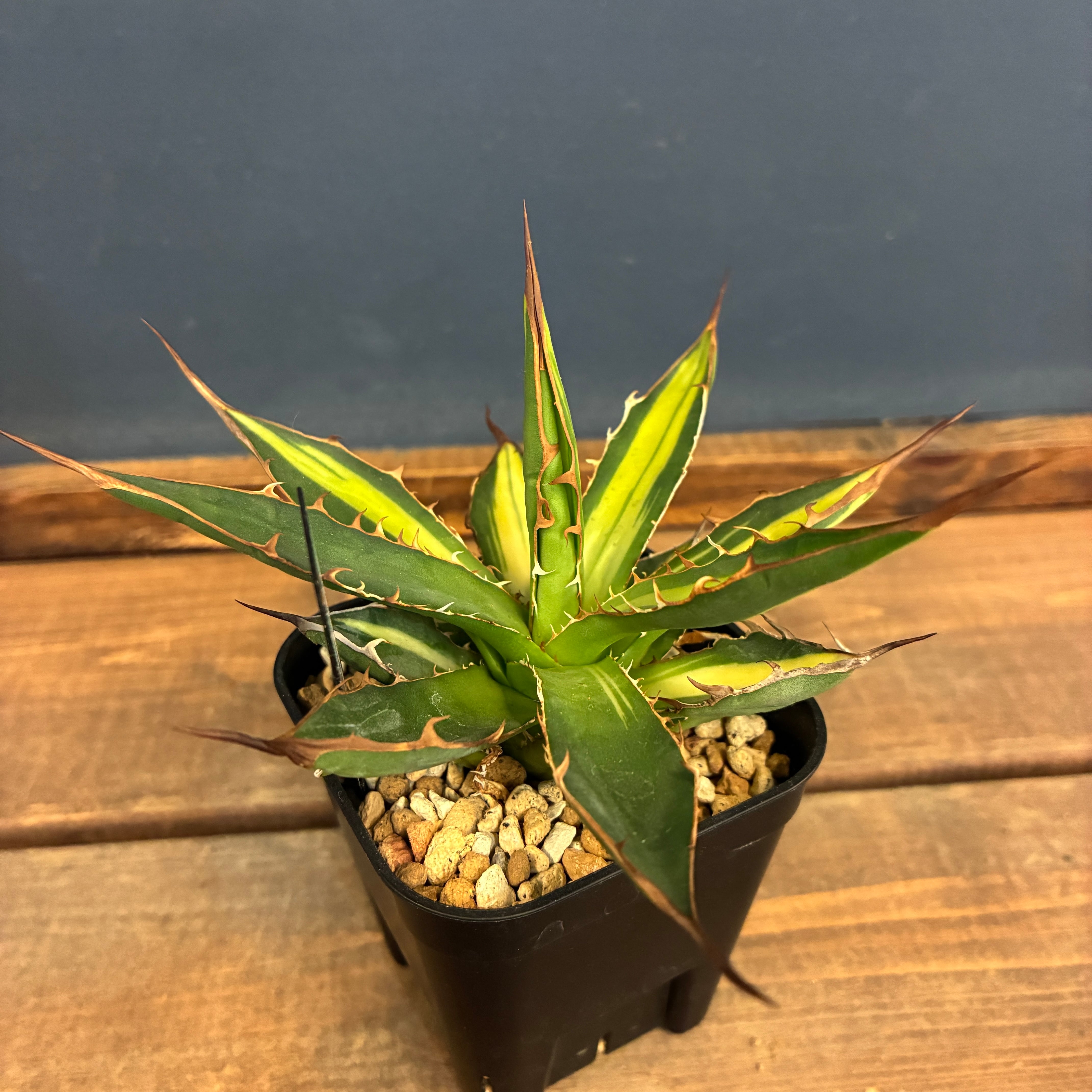 激レア‼️ アガベ　ホリダ　斑入り　鉢ごと 委) アガベ ホリダ 斑入り【258】 | PROTOLEAF プロトリーフ