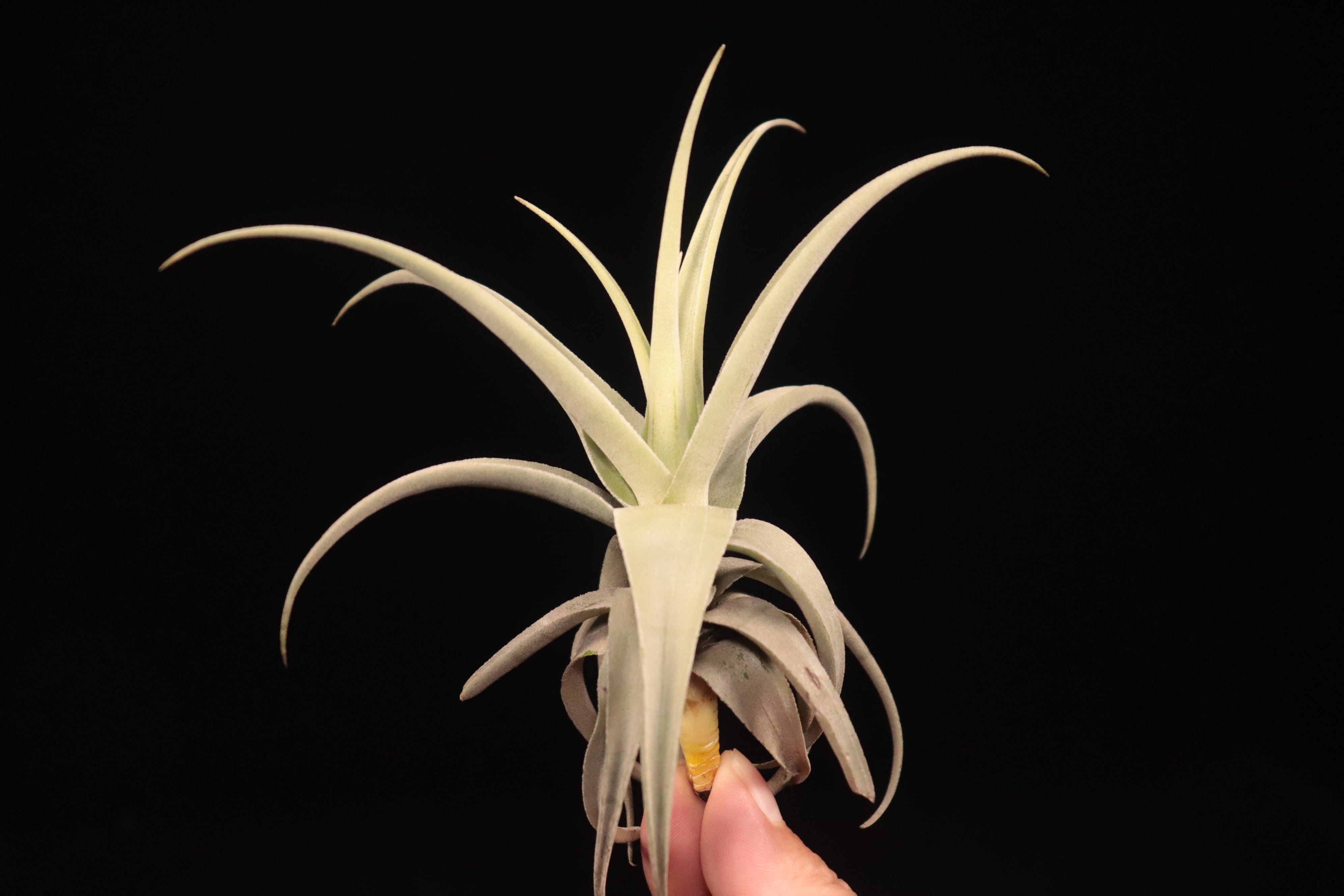 送料無料】streptocarpa 'Fat Boy'〔エアプランツ〕現品発送T5379