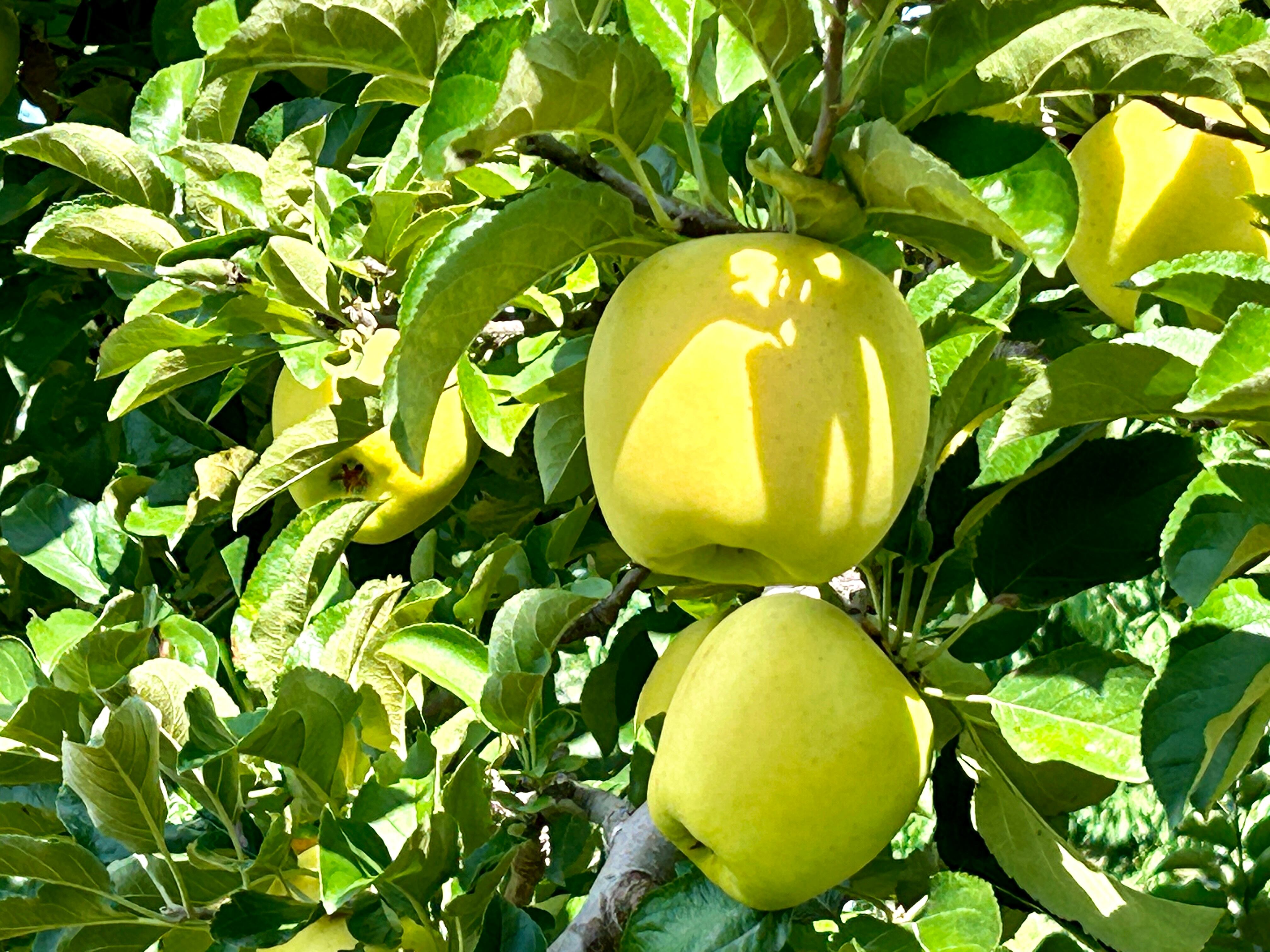 シナノゴールド ご家庭用 約5kg | 信州中野 荻原農園