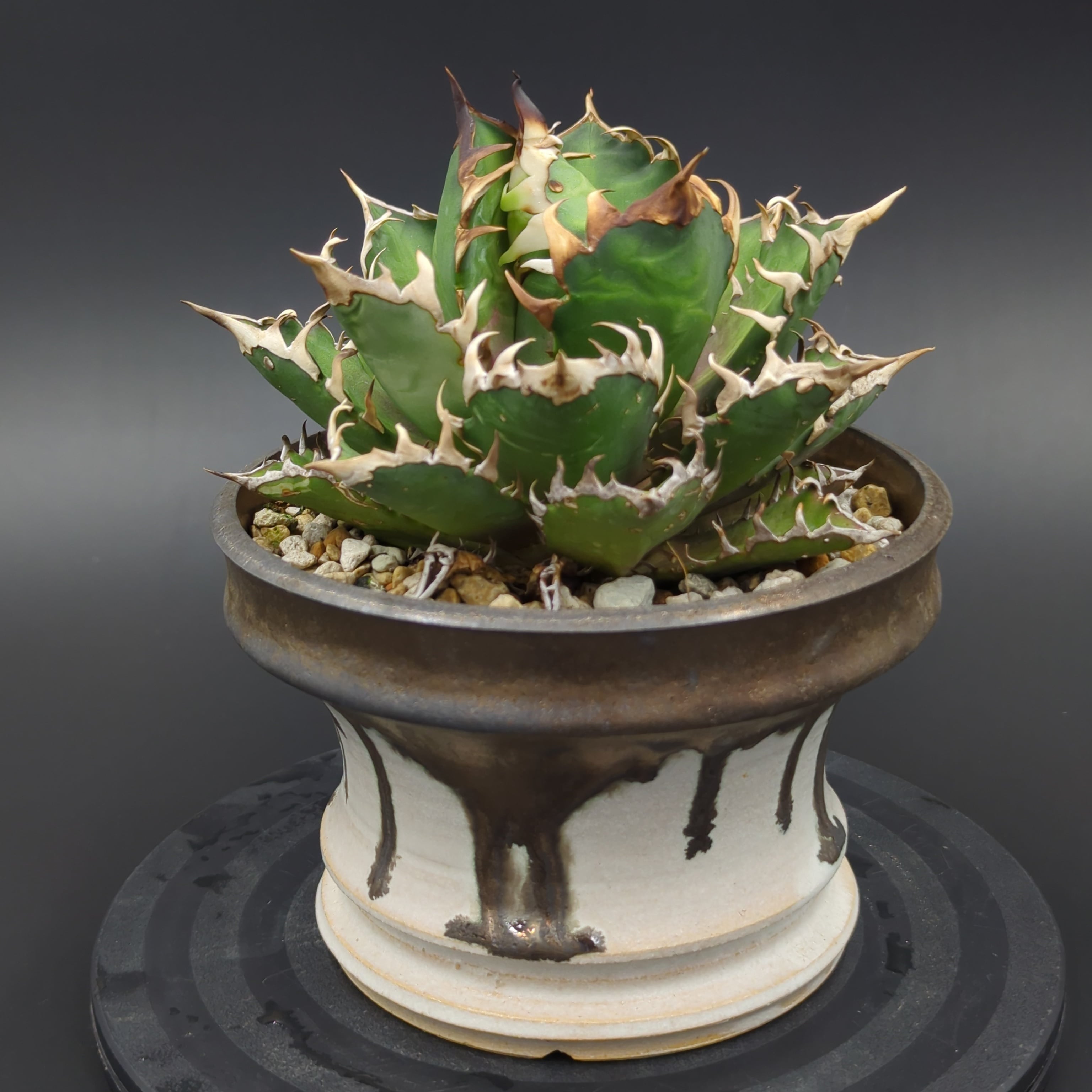 アガベ 'レッドキャットウィーズル' (赤猫) / Agave 'Red Catweazle