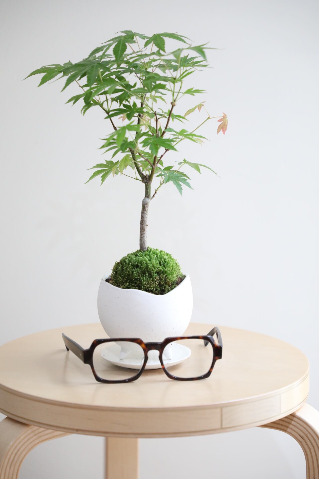 S】ヤマモミジ 盆栽/Japanese maple bonsai | 【厳選植物・器】MIDORI